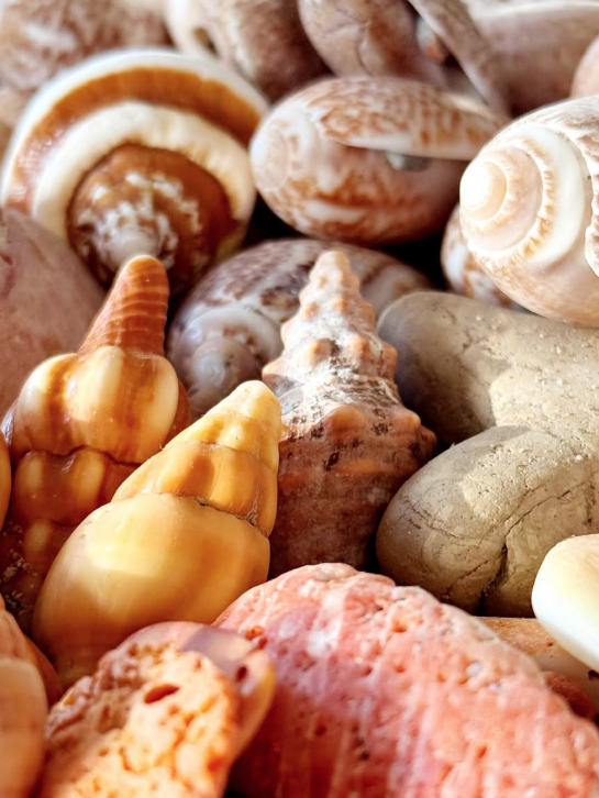Close-up of various seashells and rocks on the beach.