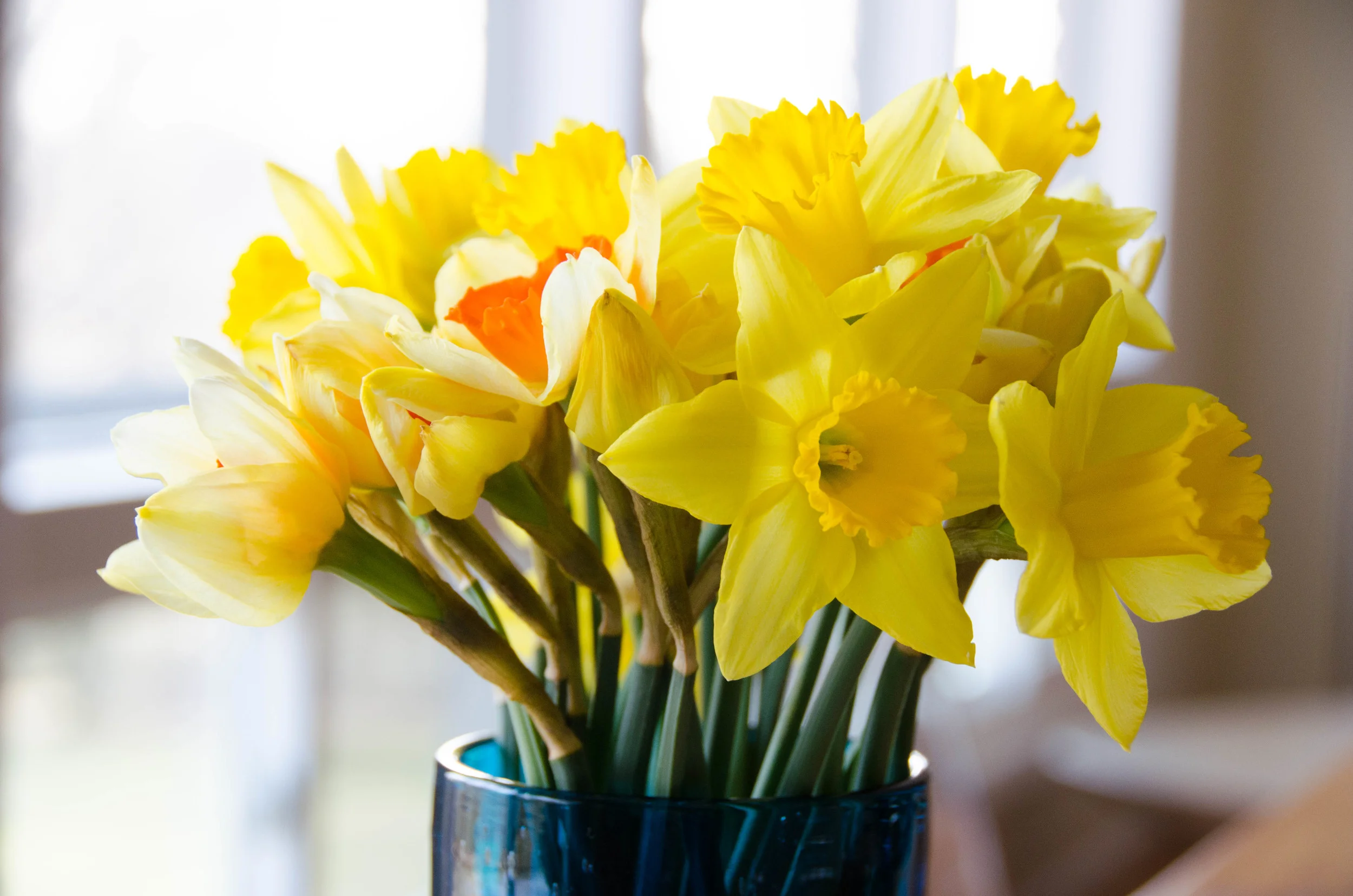 Yellow and white daffodil flowers in a blue glass vase on a table with a blurred background.
