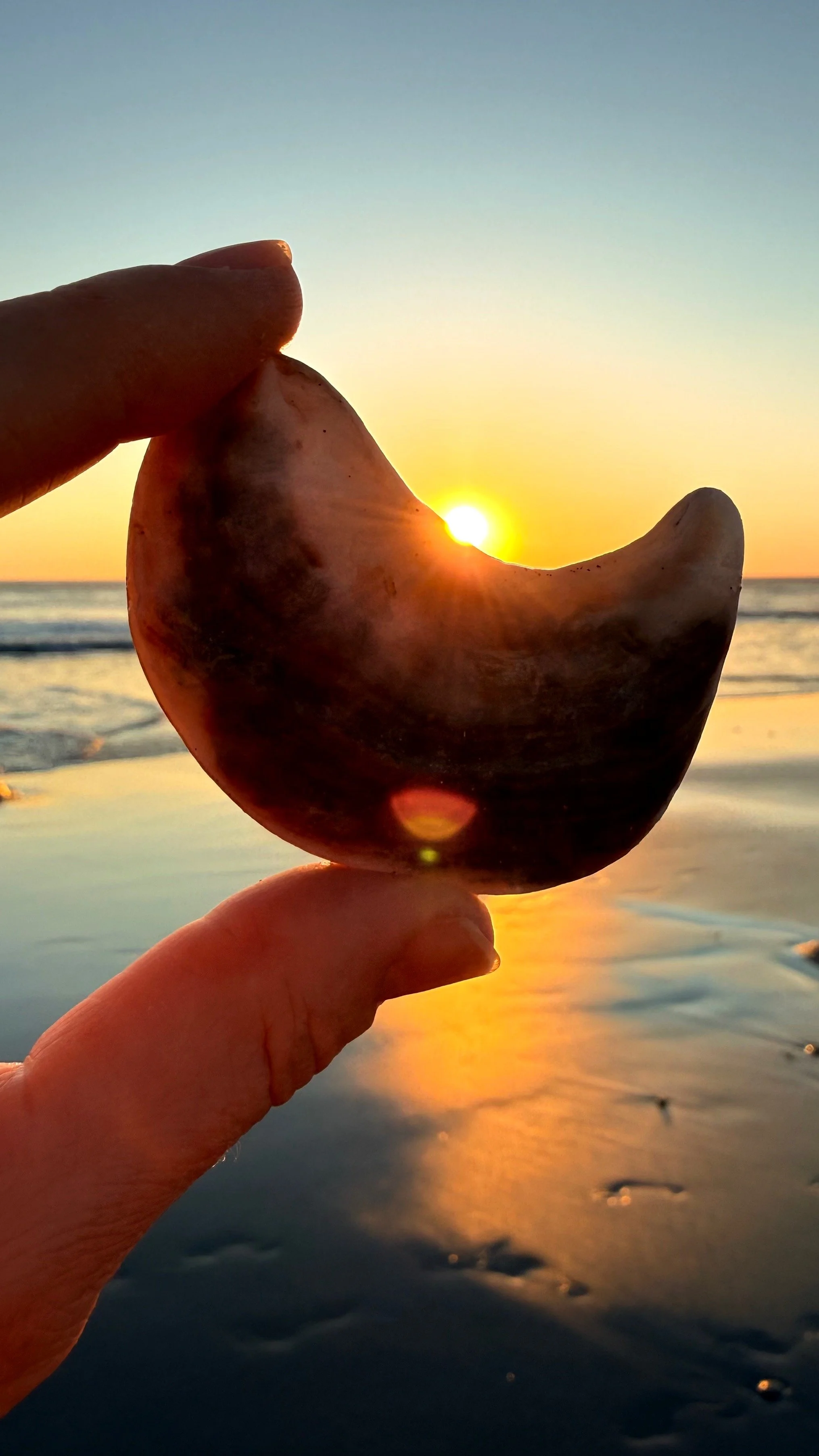 Hand holding a seashell against a sunset at the beach.