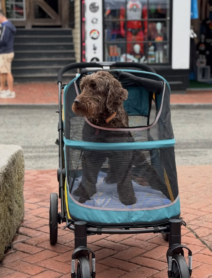 A brown and black puppy with curly fur sitting inside a pet stroller, looking to the side. The stroller has a mesh front and is located on a brick sidewalk. In the background, there is a storefront with glass windows and an outdoor staircase.