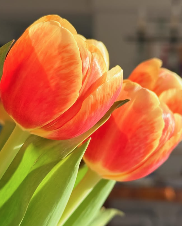 Close-up of orange and yellow tulips with green leaves.