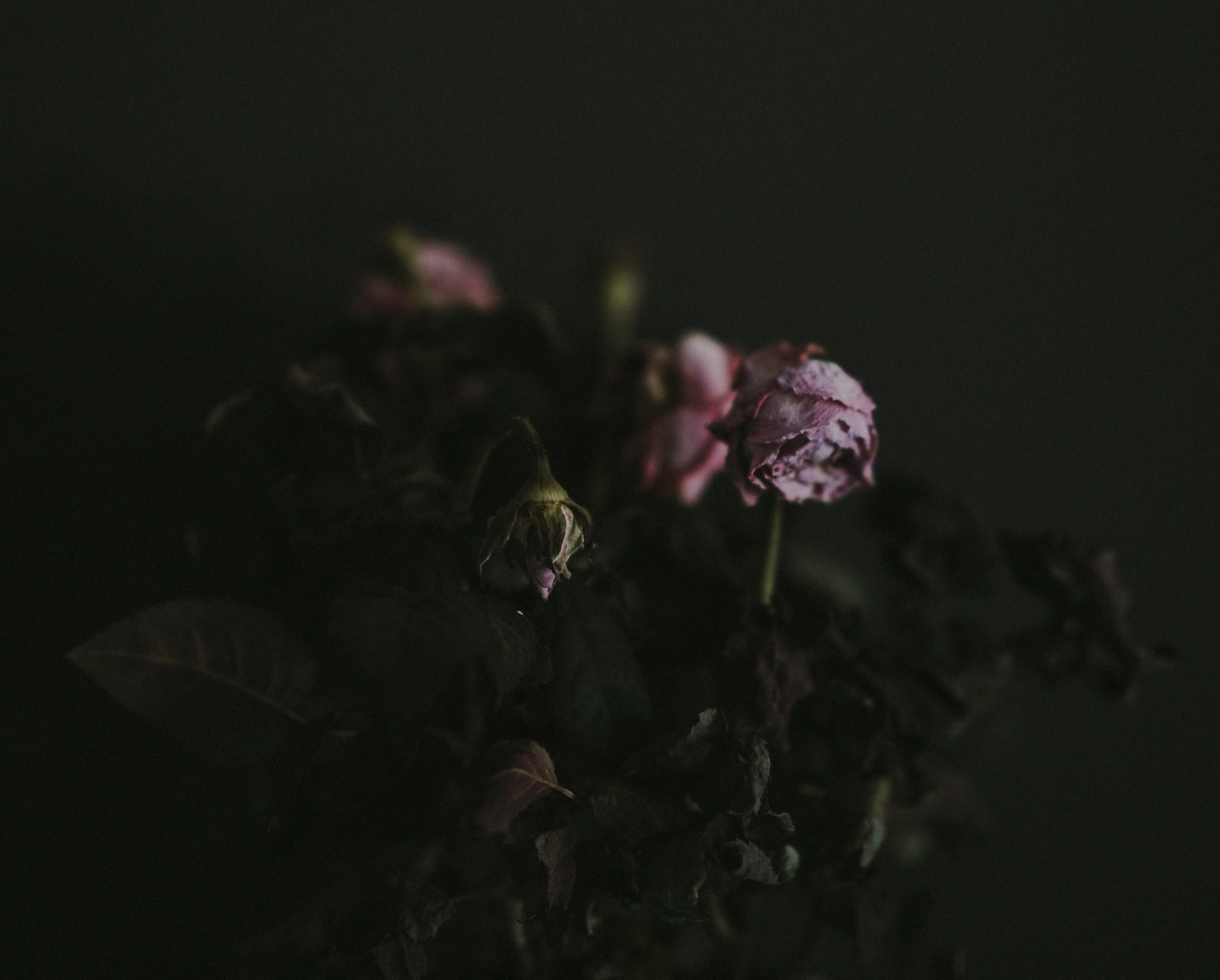 annie-spratt-593473-unsplash.jpg