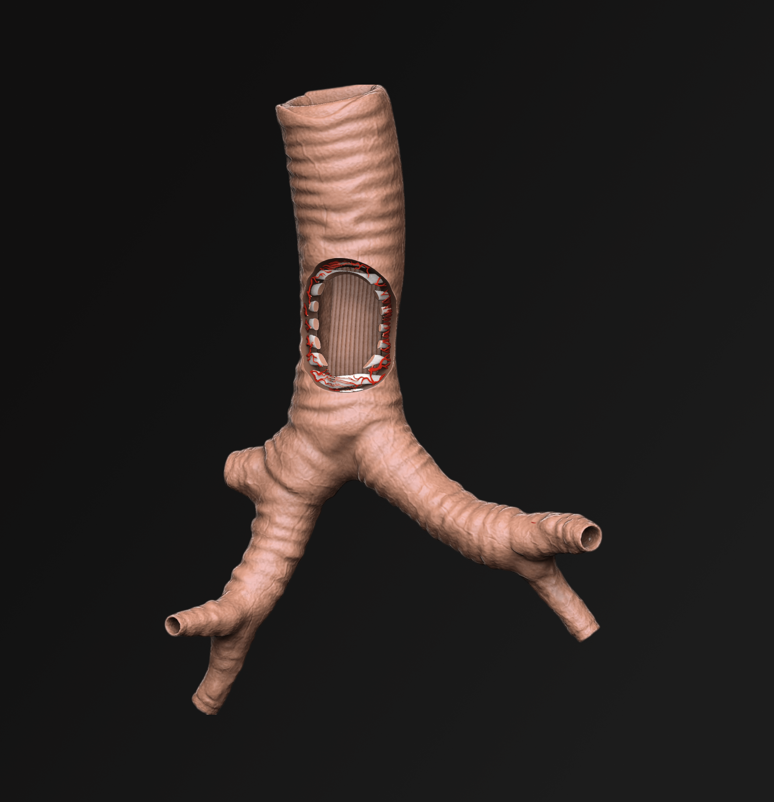 3D rendering of inside a Trachea for 3D Print. 3D Systems in San Diego. LA Digital Sculptor and Artist.