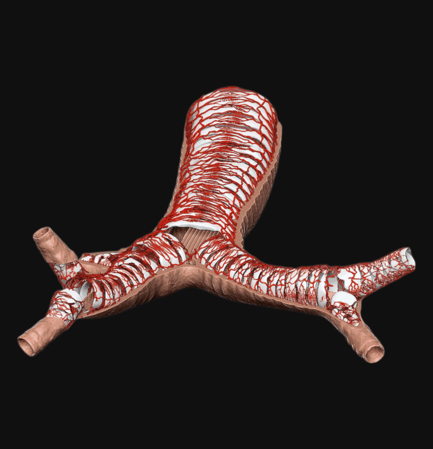 3D rendering animation of Trachea for 3D Print. 3D Systems in San Diego. LA Digital Sculptor and Artist.