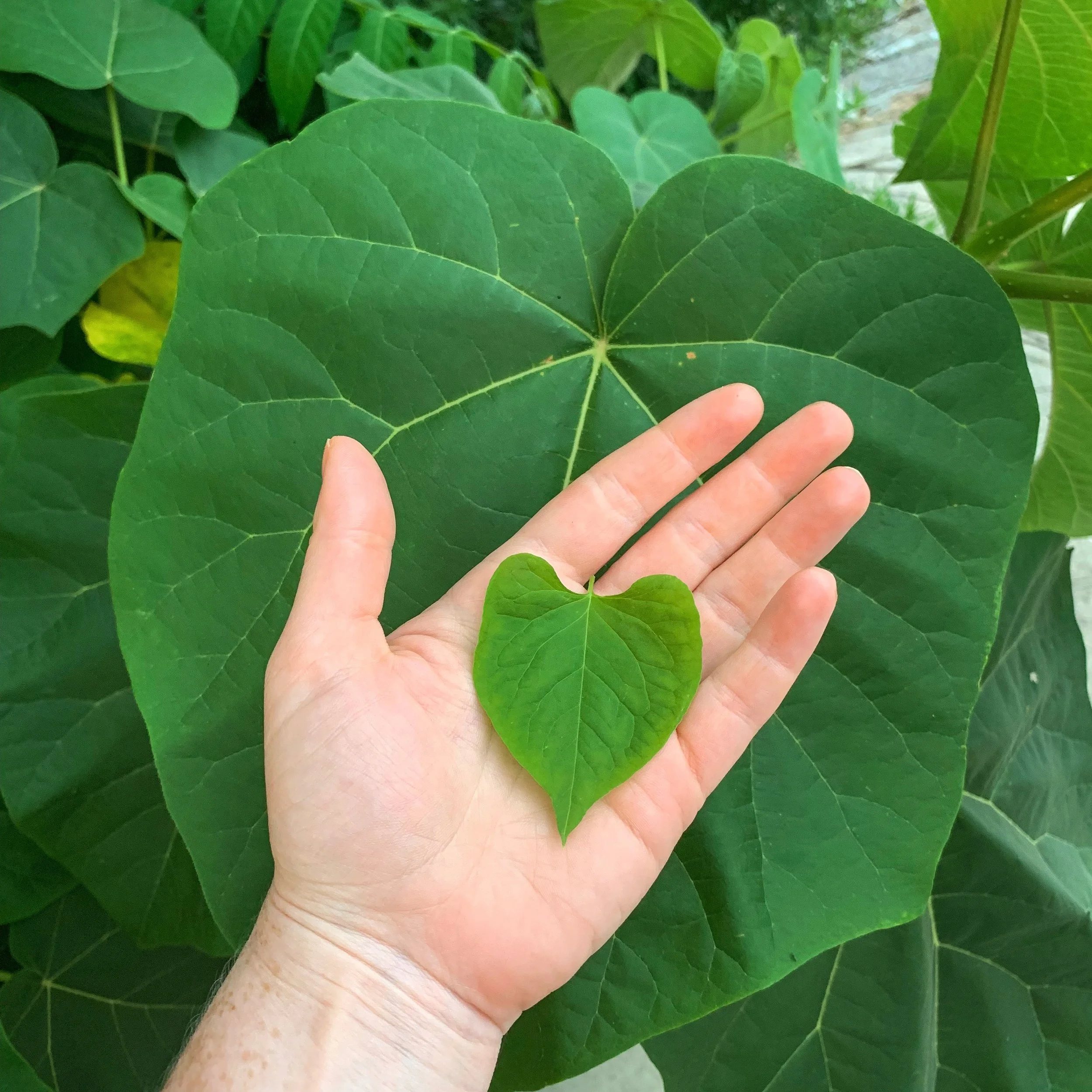 Reiki I Certification Training