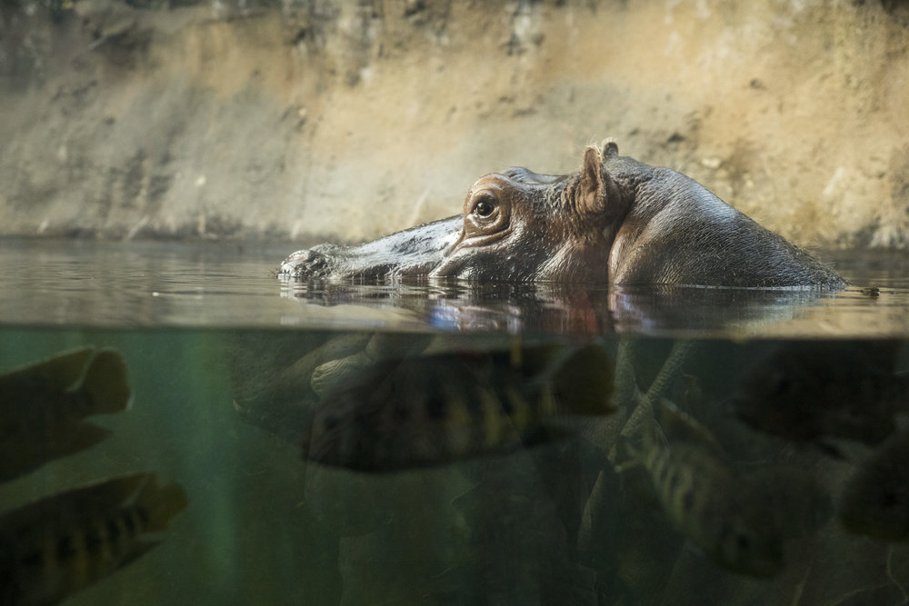 Saint_Louis_Zoo_Photography_Hippos_Exhibit.jpg