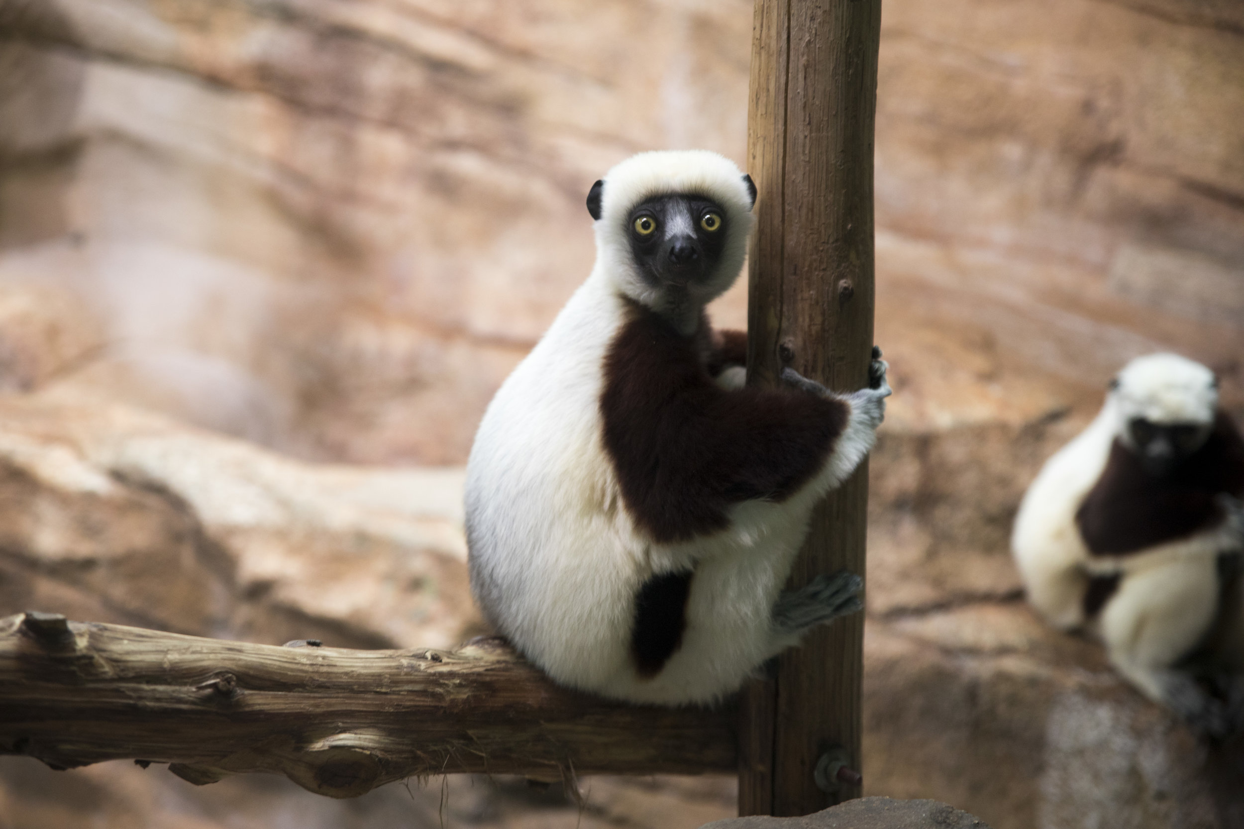 Saint_Louis_Zoo_Photography_Lemur.jpg