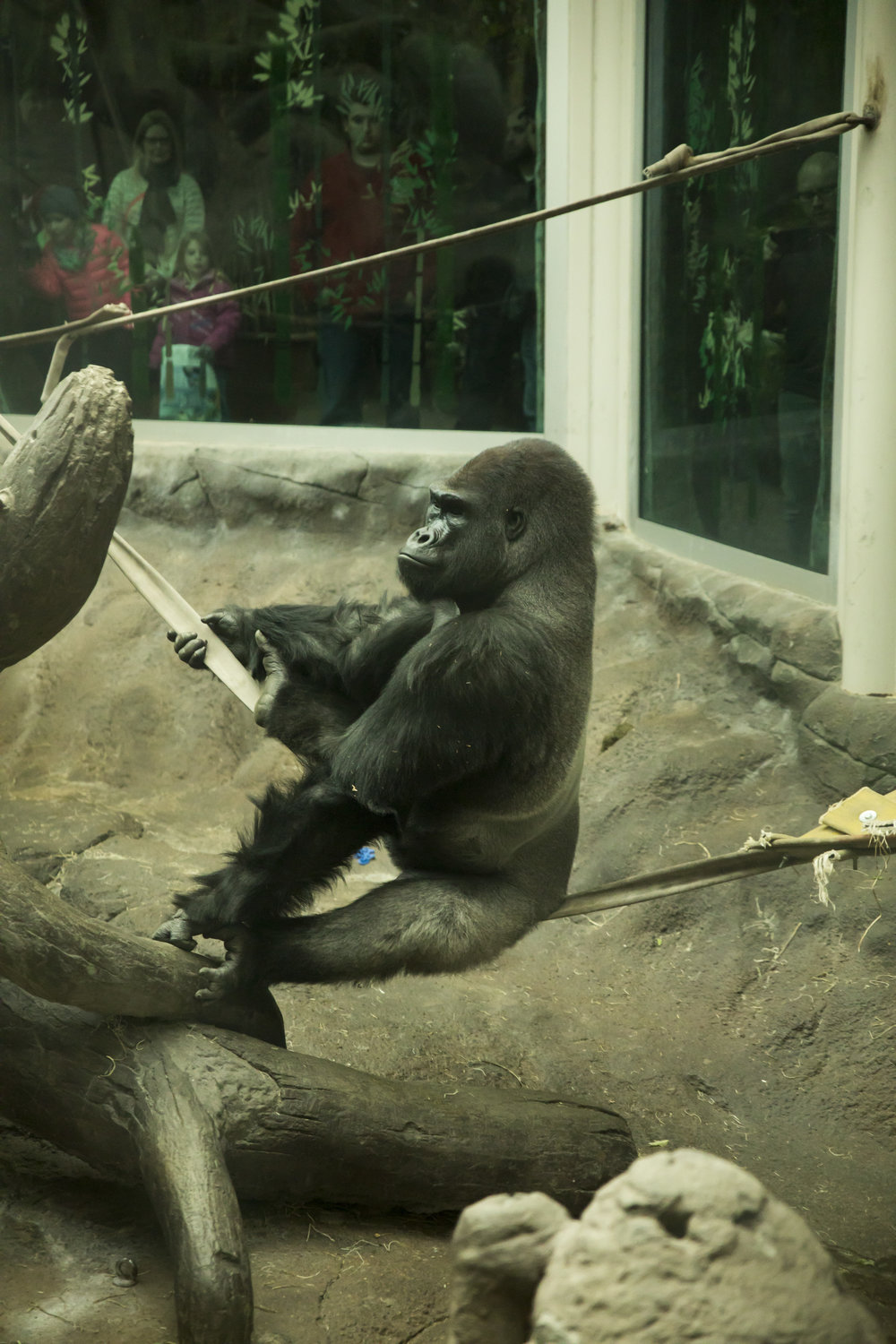 Saint_Louis_Zoo_Photographer_Gorilla.jpg
