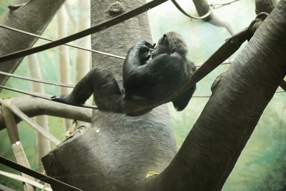 Saint_Louis_Zoo_Photographer_Chimpanzee.jpg