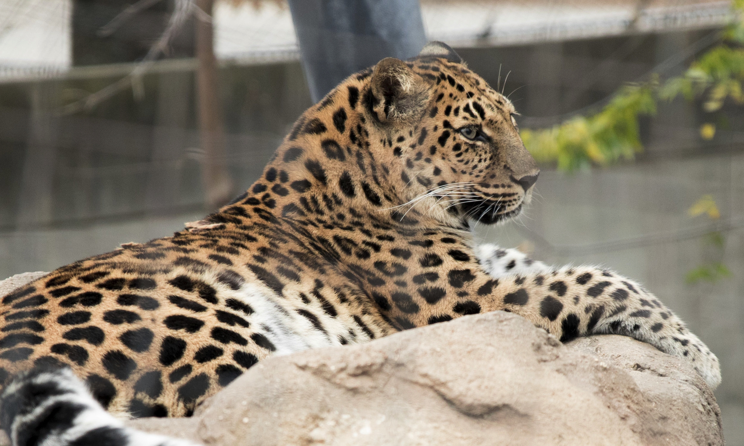 Saint_Louis_Zoo_Photography_Cat.jpg