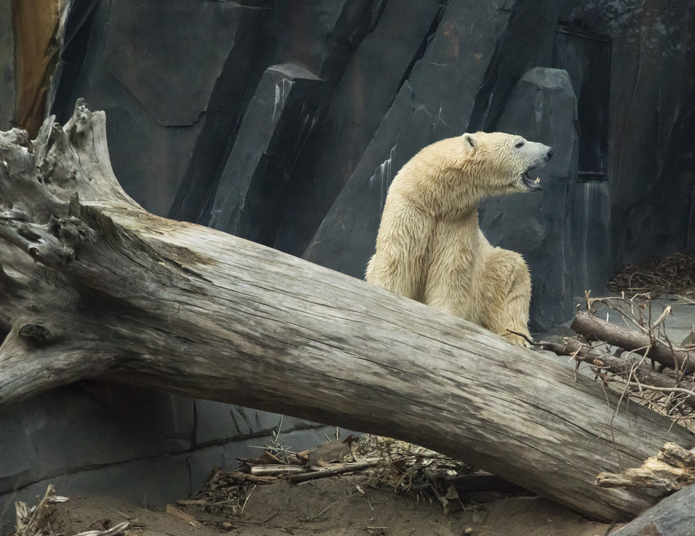 Saint_Louis_Zoo_Photographer_Polar_Bear.jpg