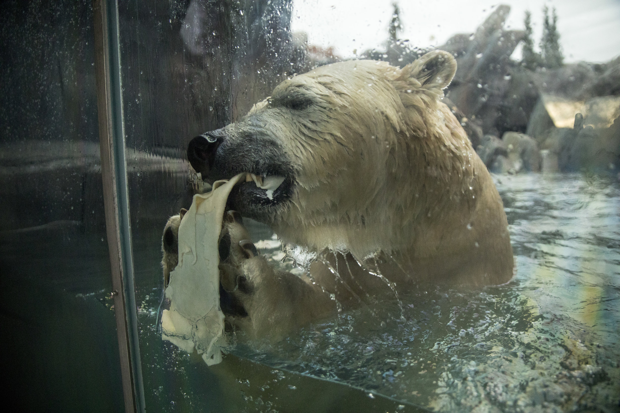 Saint_Louis_Zoo_Photography_Polar_Bear_2.jpg