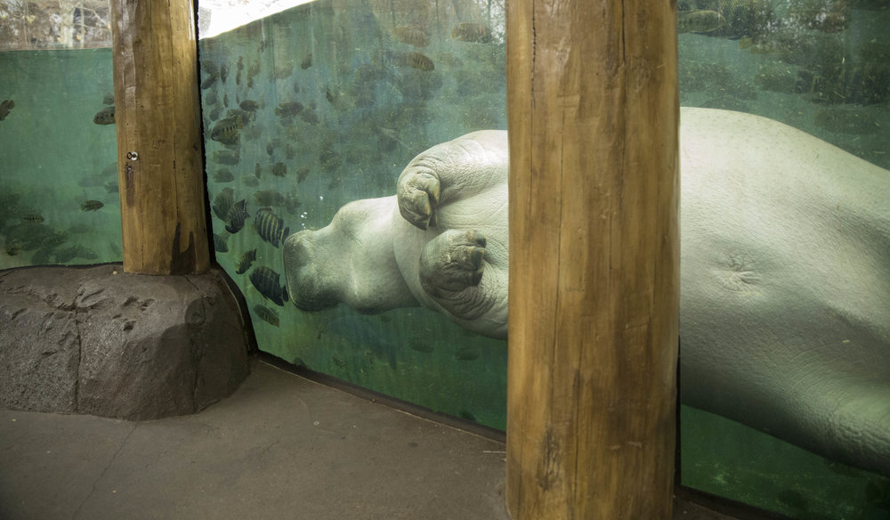 Saint_Louis_Zoo_Photographer_Hippo_Against_Glass.jpg