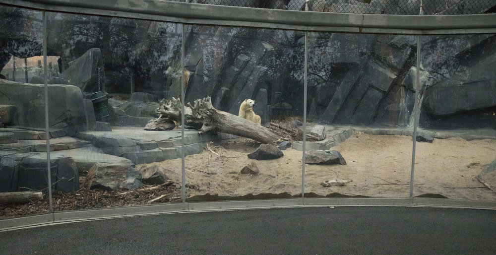 Saint_Louis_Zoo_Photographer_Polar_Bear_Exhibit.jpg