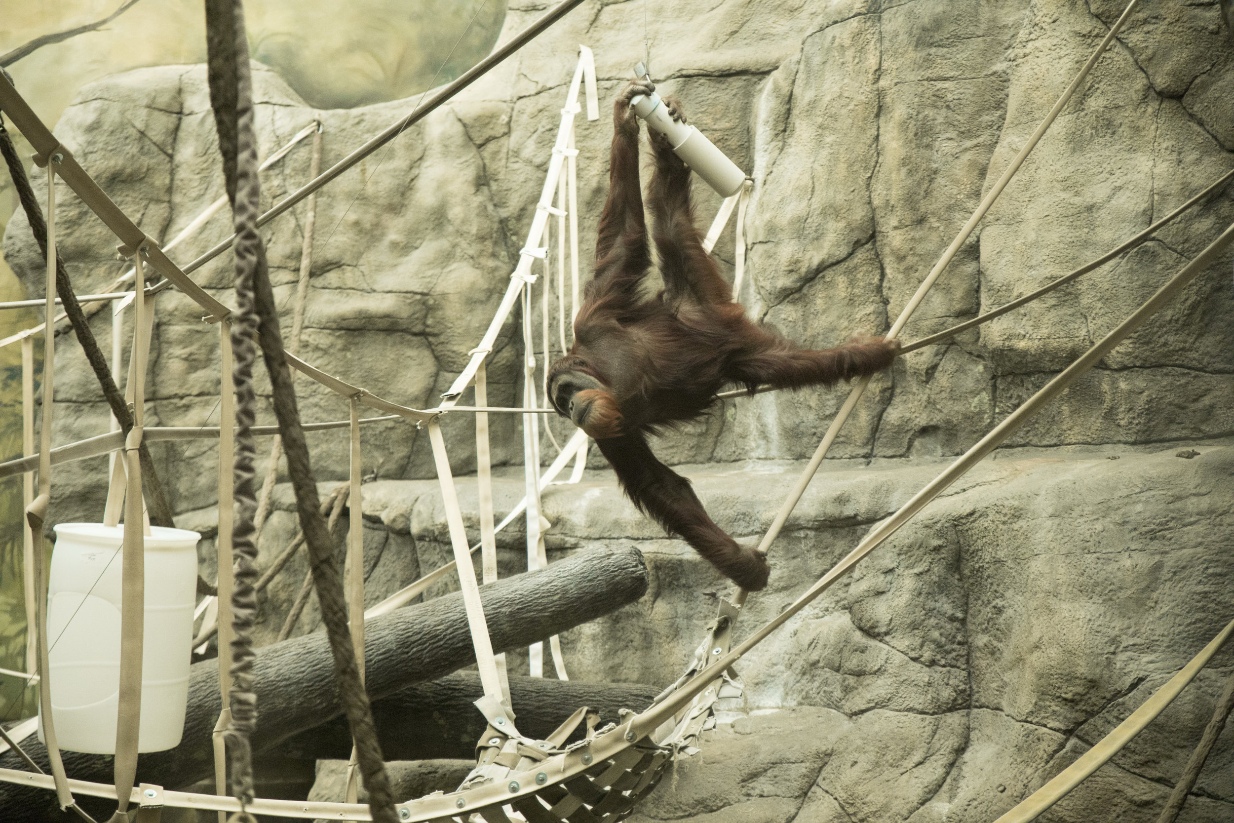 Saint_Louis_Zoo_Swinging.jpg
