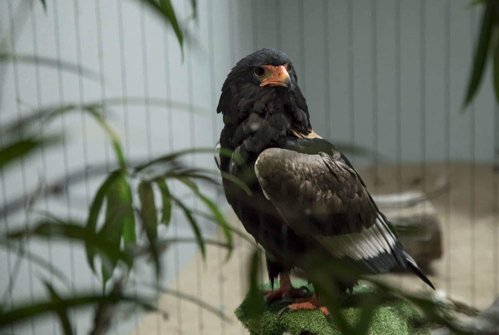 Saint_Louis_Zoo_Photographer_Bird_House.jpg