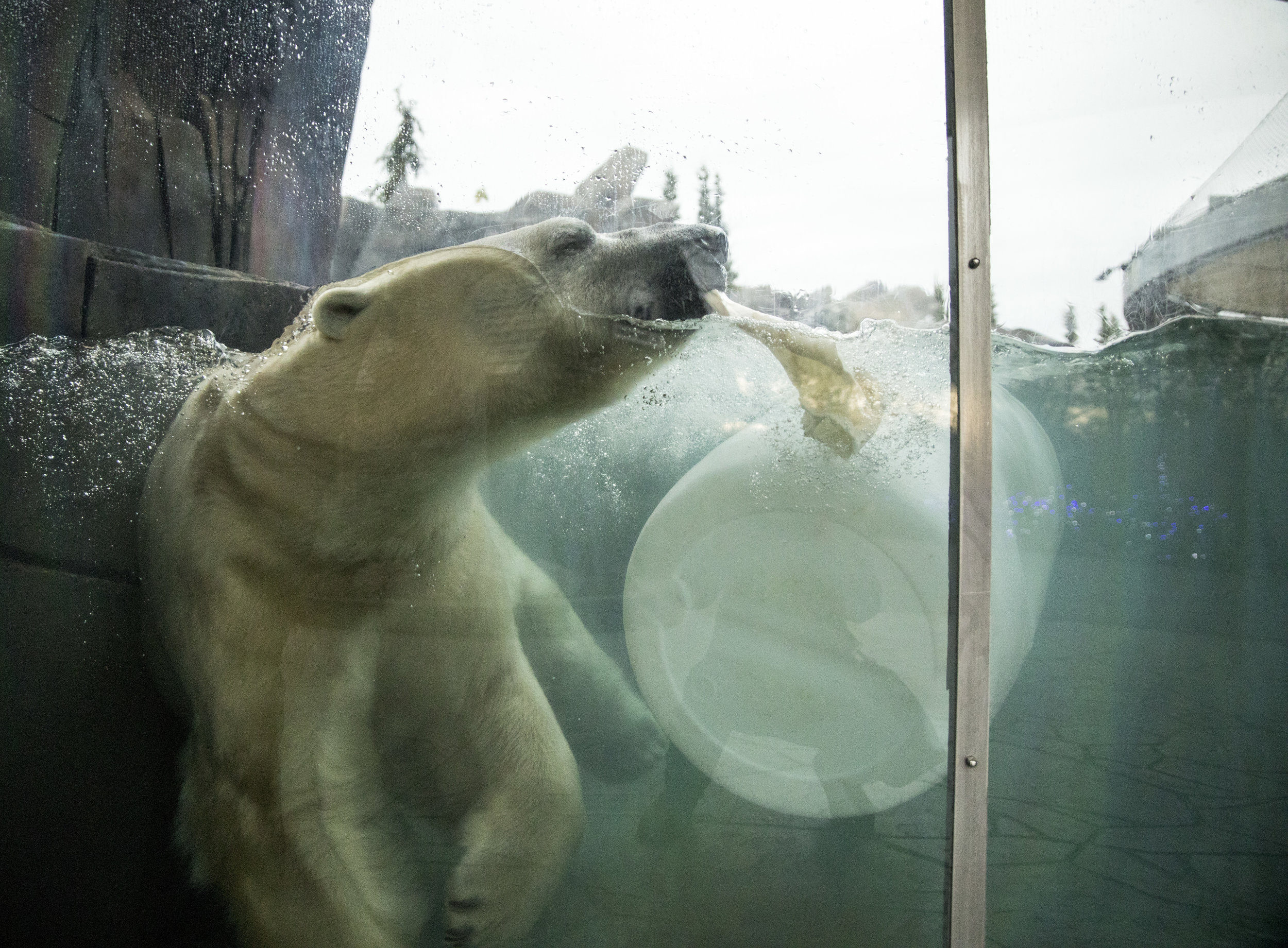 Saint_Louis_Zoo_Polar_Bear.jpg