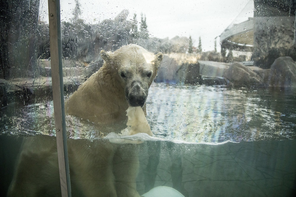Saint_Louis_Zoo_Polar_Bear_3.jpg
