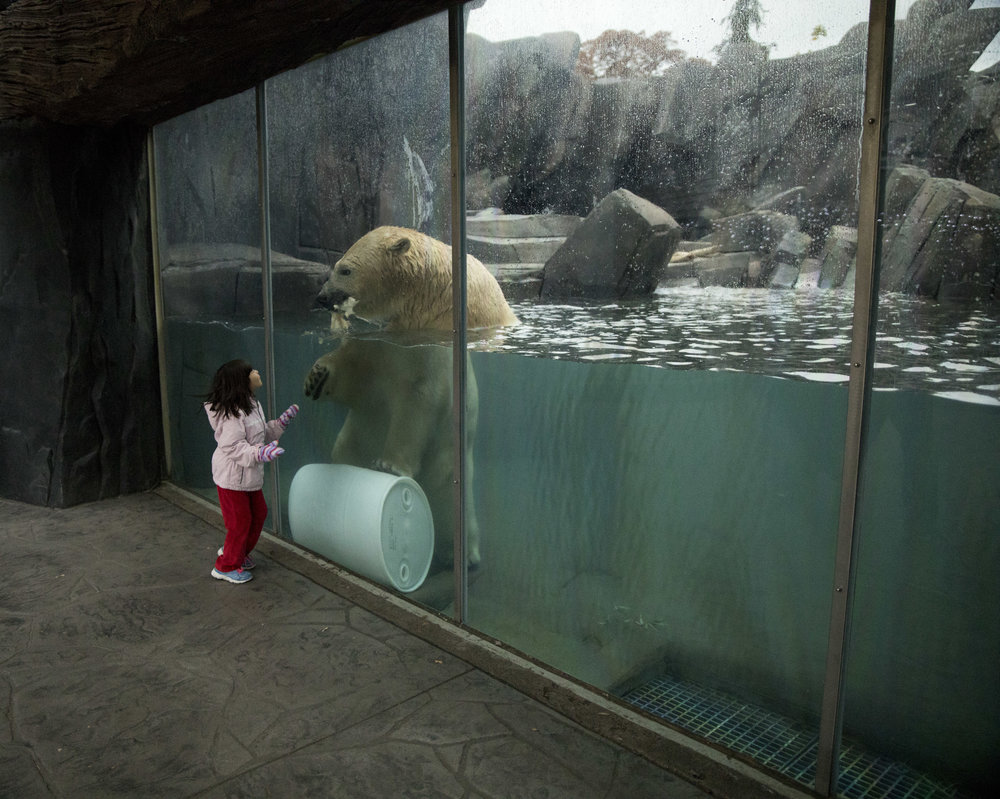 Saint_Louis_Zoo_Photographer_Polar_Bear_in_the_water.jpg