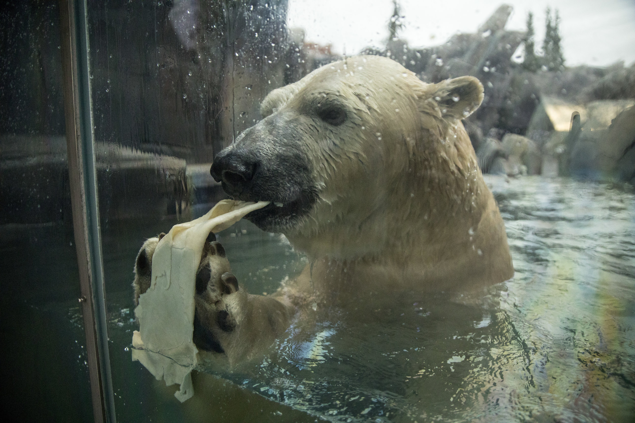 Polar_Bear_STL_Zoo.jpg