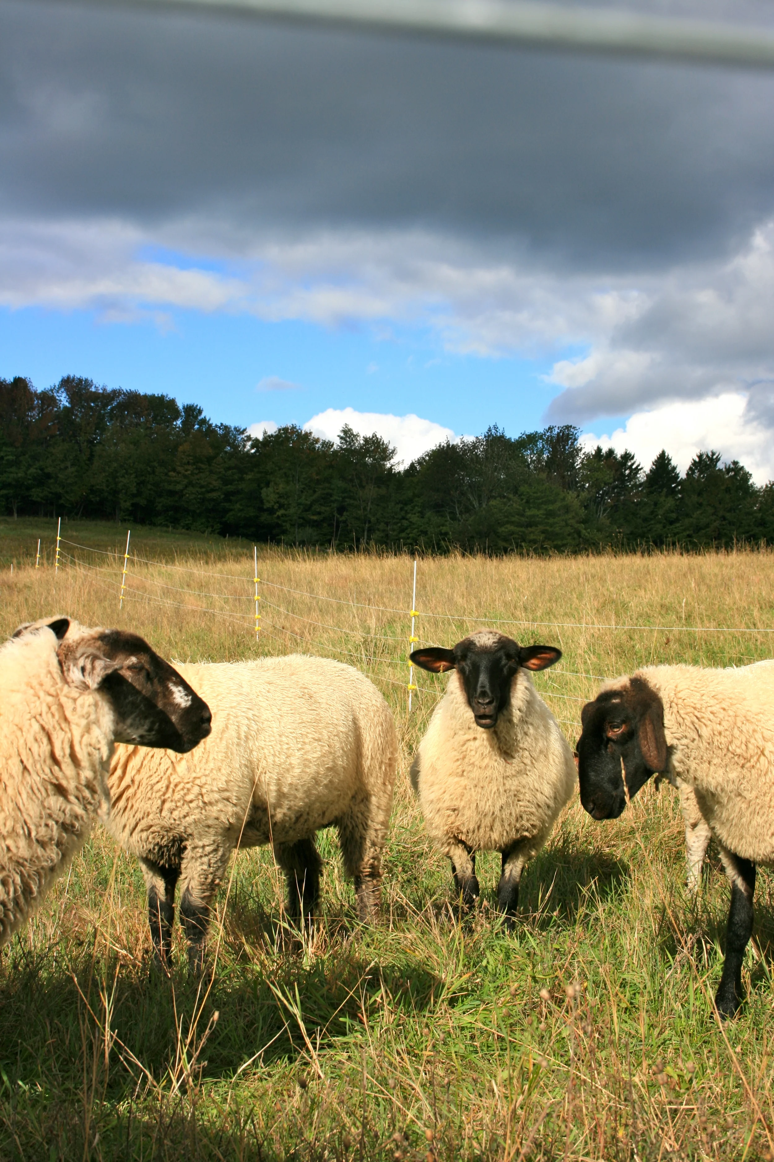 100% Grassfed, rotationally grazed lamb