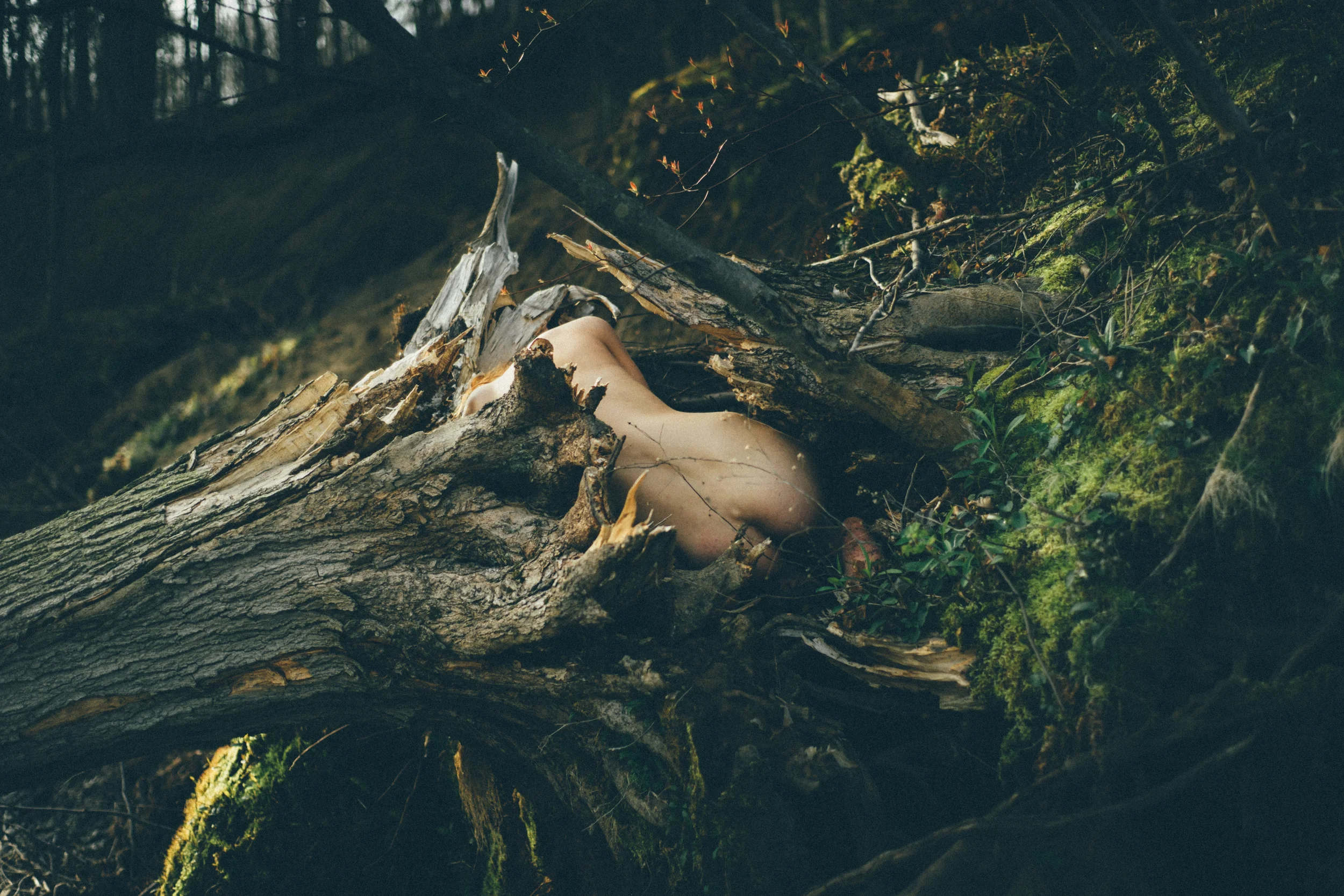 rachel tree inside.jpg