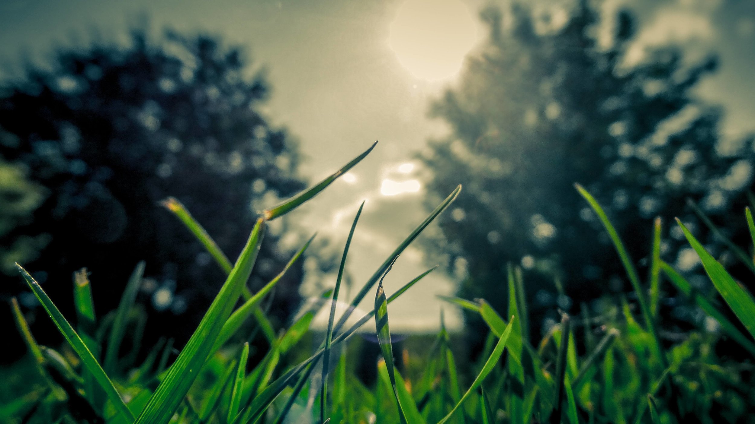 grass - trees - nature - countryside.jpg