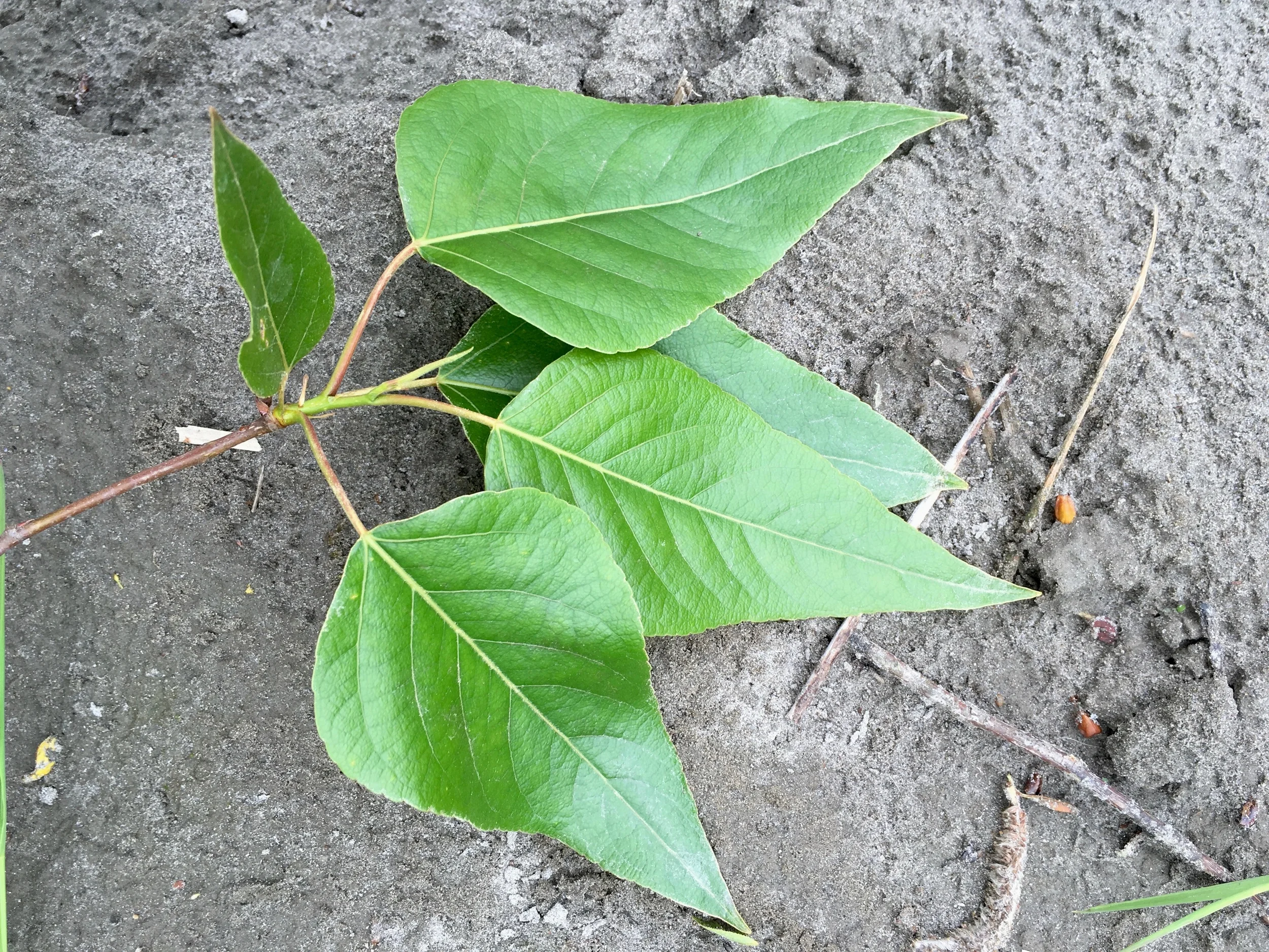 Young, Spring leaves.