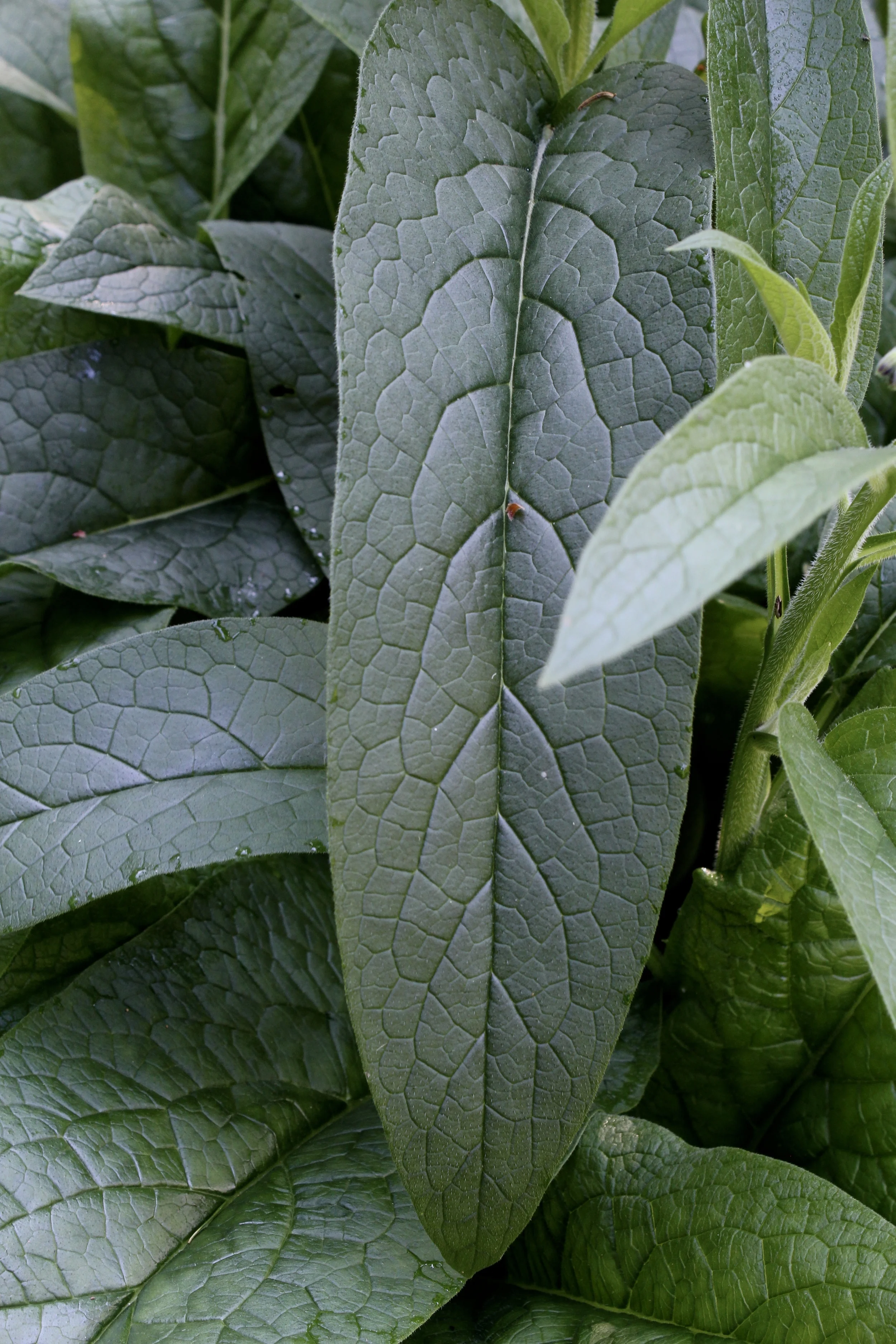 This leaf was about 12 inches long. Notice that the edges of Comfrey leaf are smooth and it also has a deep, rich green color, unlike the hairy leaves of Mullein or Foxglove.