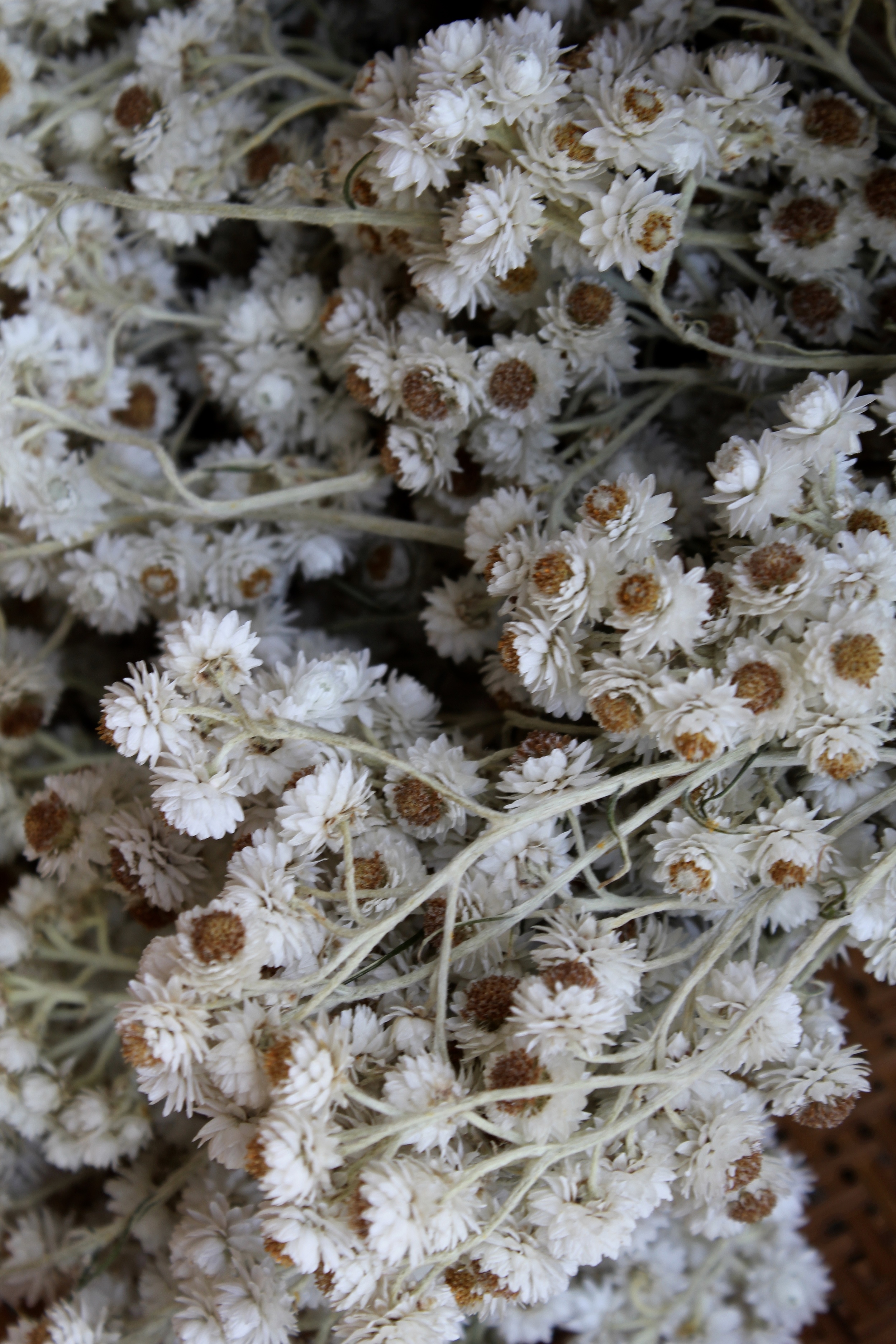 Pearly Everlasting Wildness Within