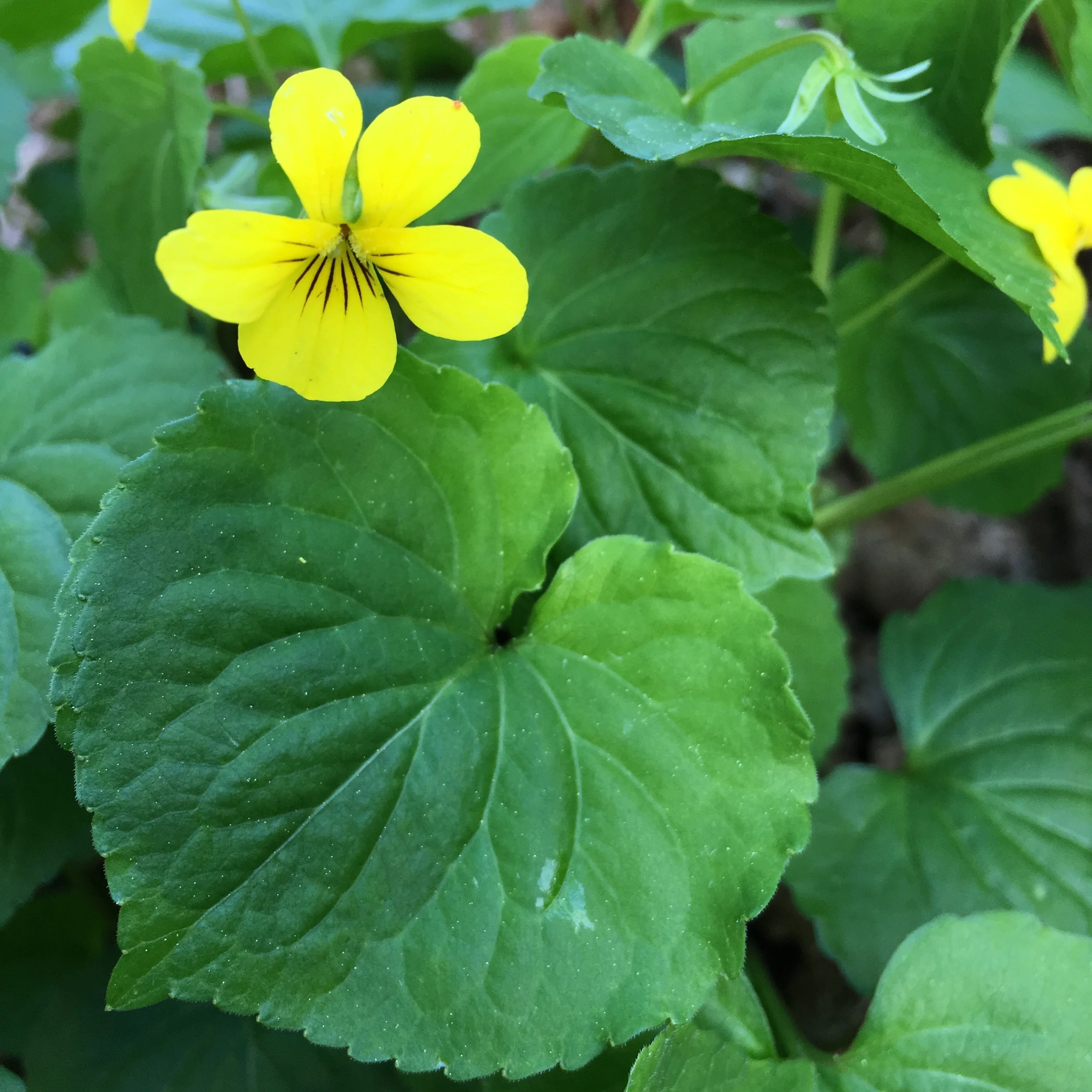 Viola glabella