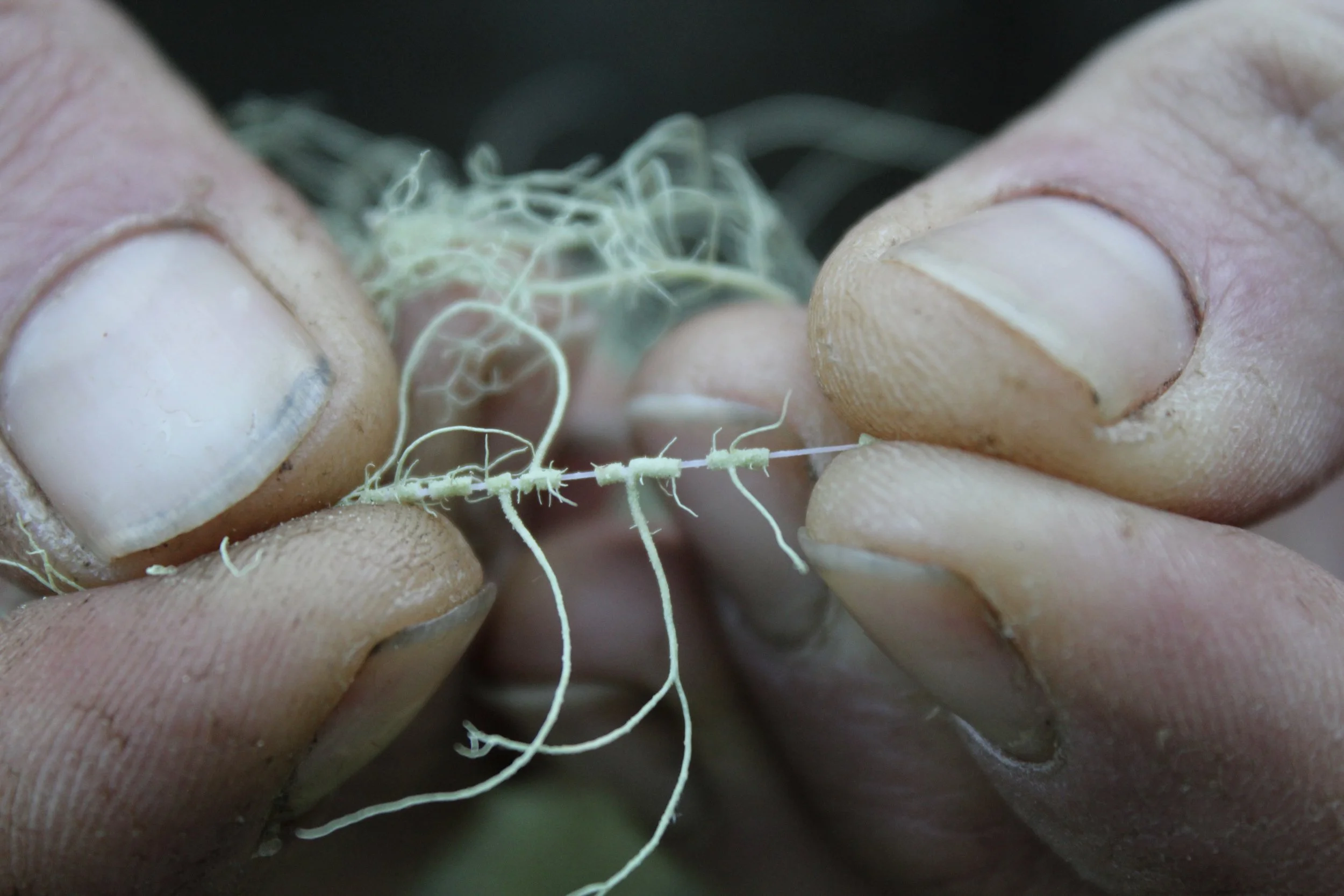 This is the "white cord" that always appears when you pull the outer sheath of Usnea species.