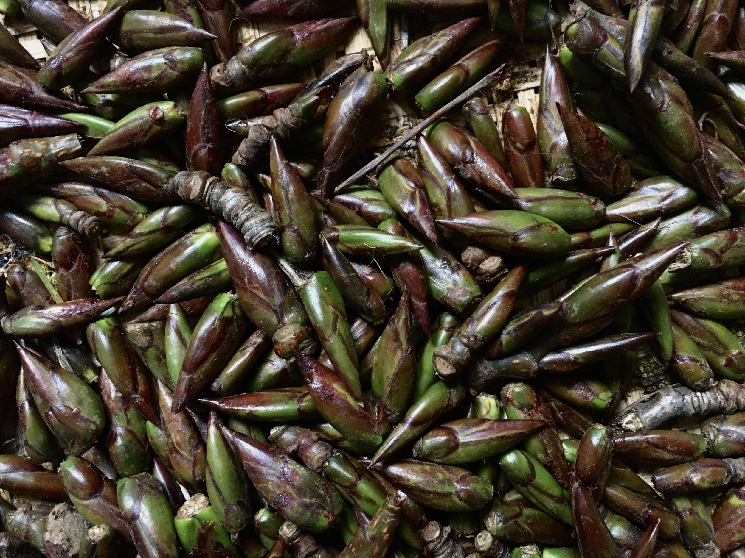 These fresh buds are the IDEAL for harvesting. Though the top picture is beautiful, those buds are past their prime for harvest. Make sure the buds a green, oozing with a glowing orange sap and easy to squeeze!