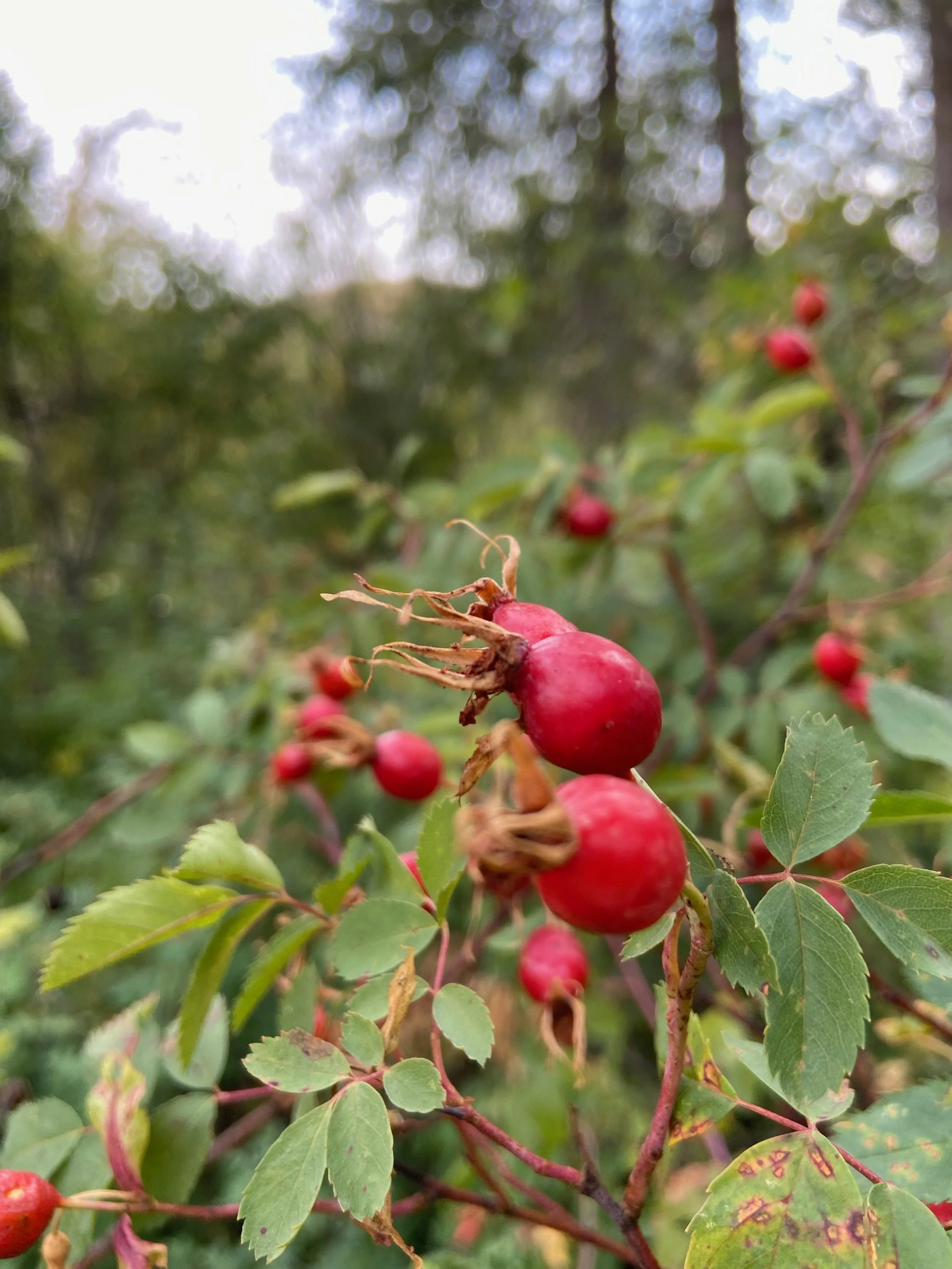 Wild Botanicals; Fruitful Heart Medicine