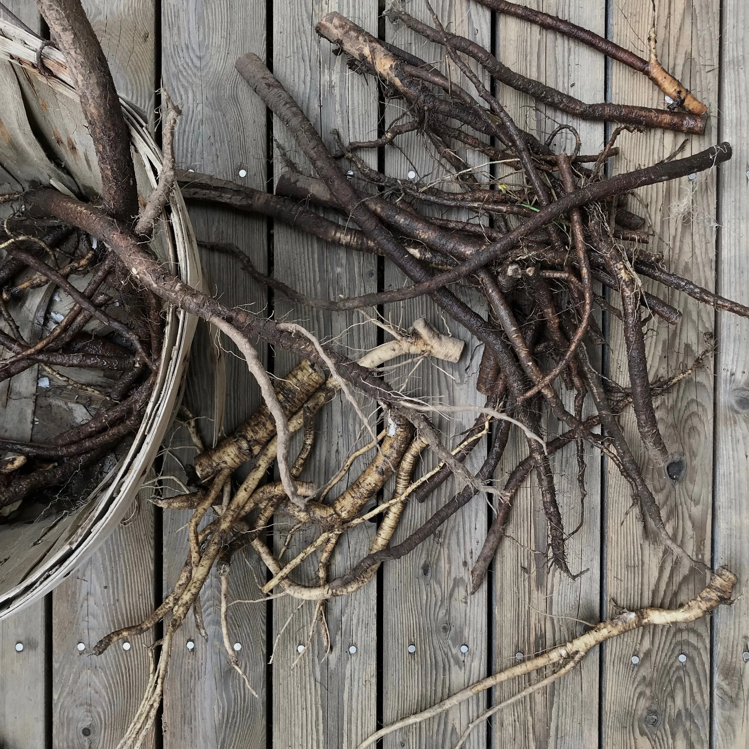 Wild Botanicals; Rooted in Immunity Medicine