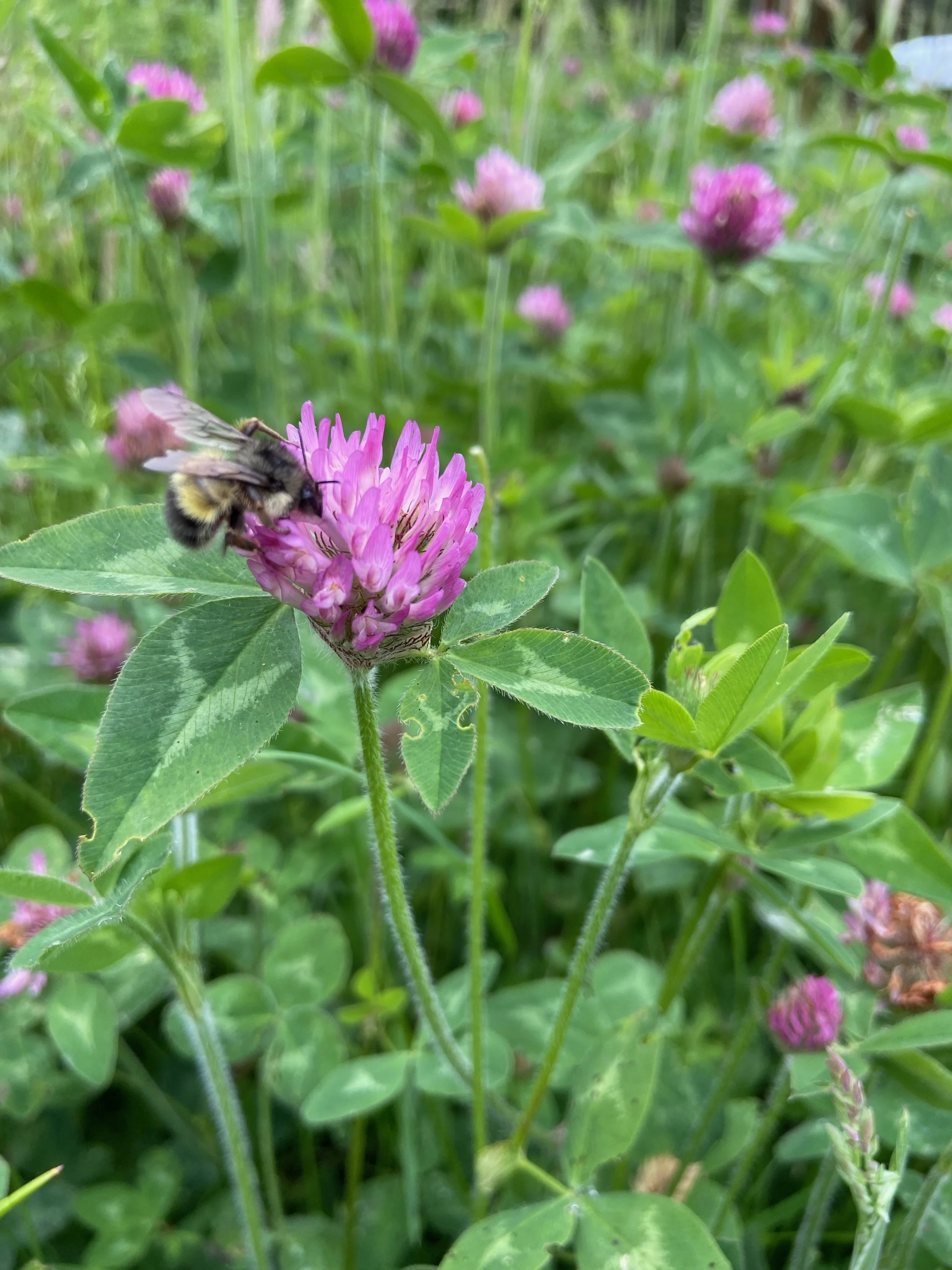 Late Spring Wild Botanicals; Red Clover & Other Field Species