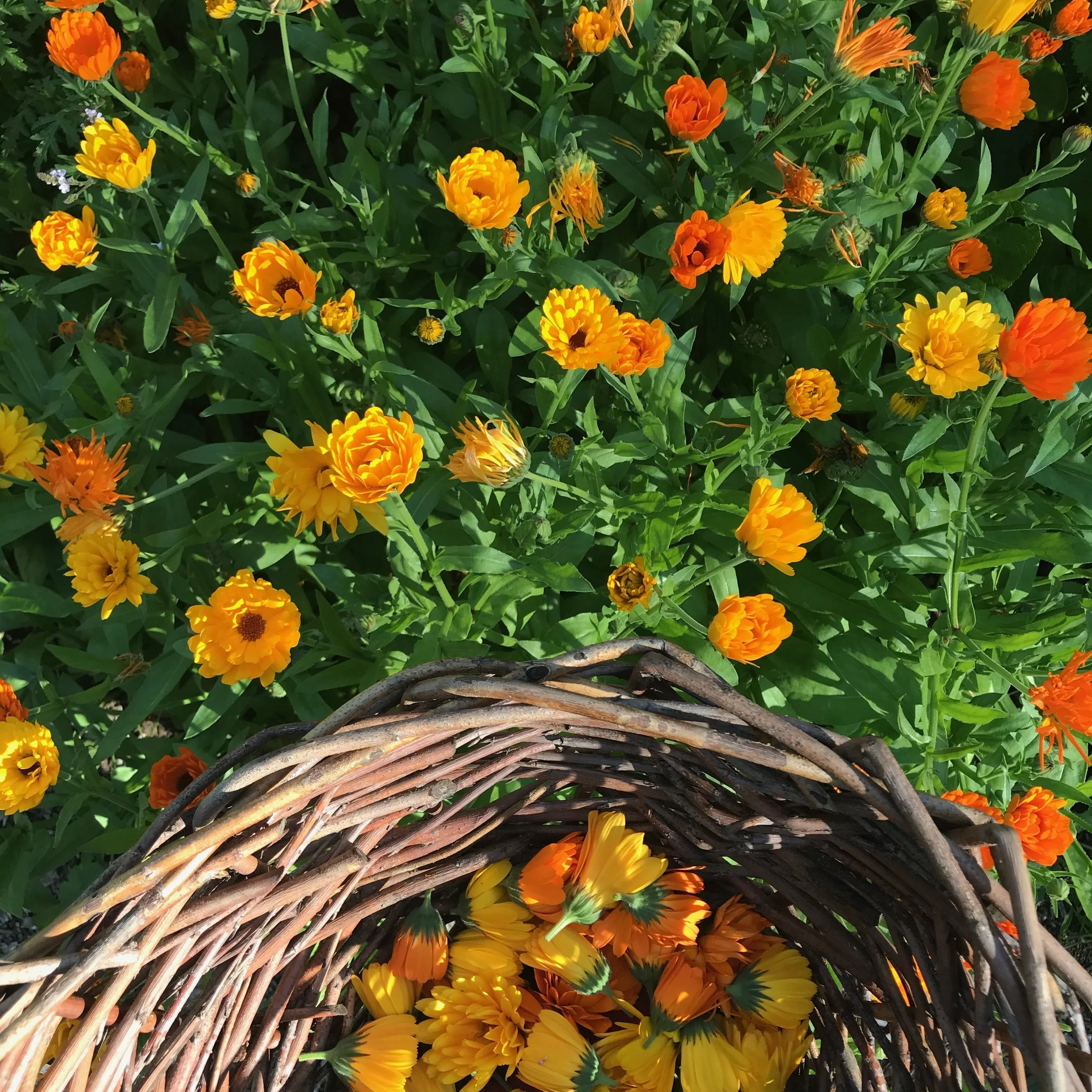 Wild Botanicals; Nourishing & Soothing Skin