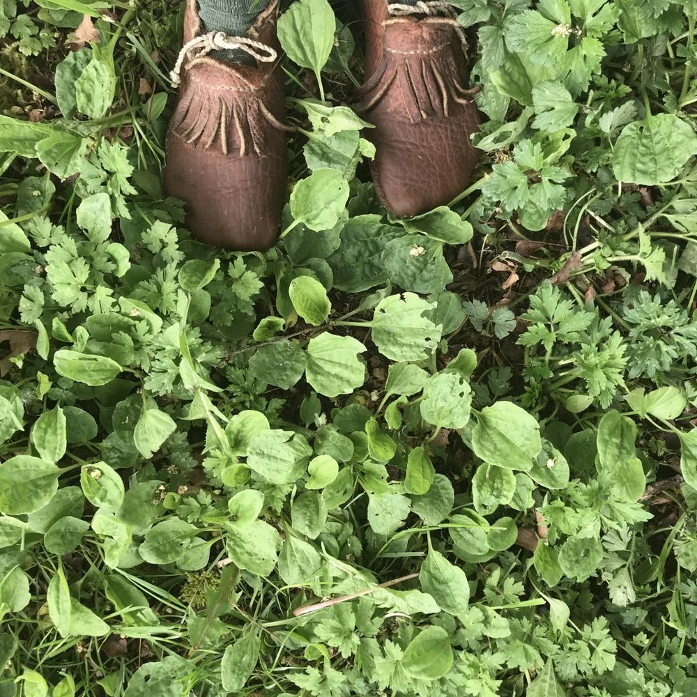 Wild Botanicals; Lung Demulcents