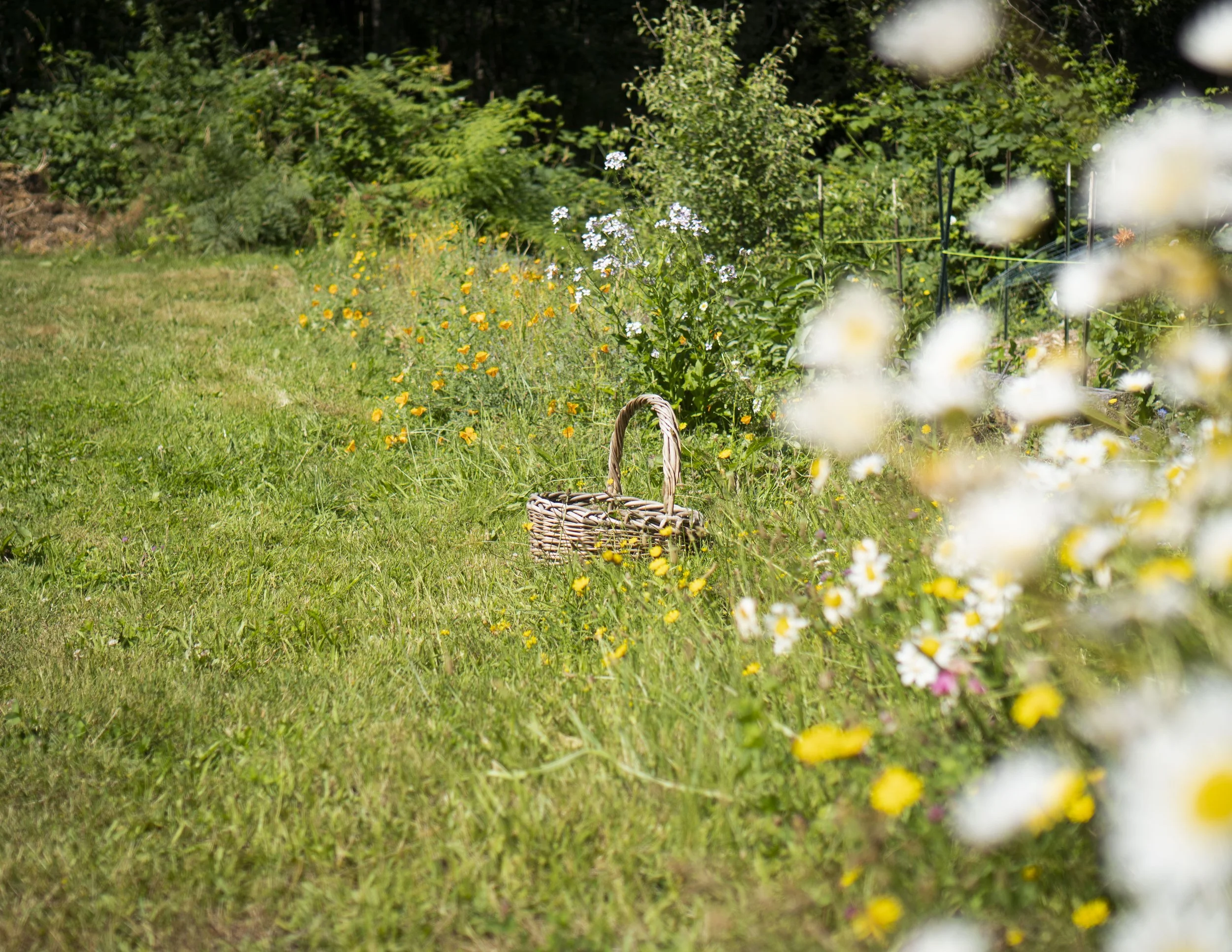 Wild Botanicals; Summer Season