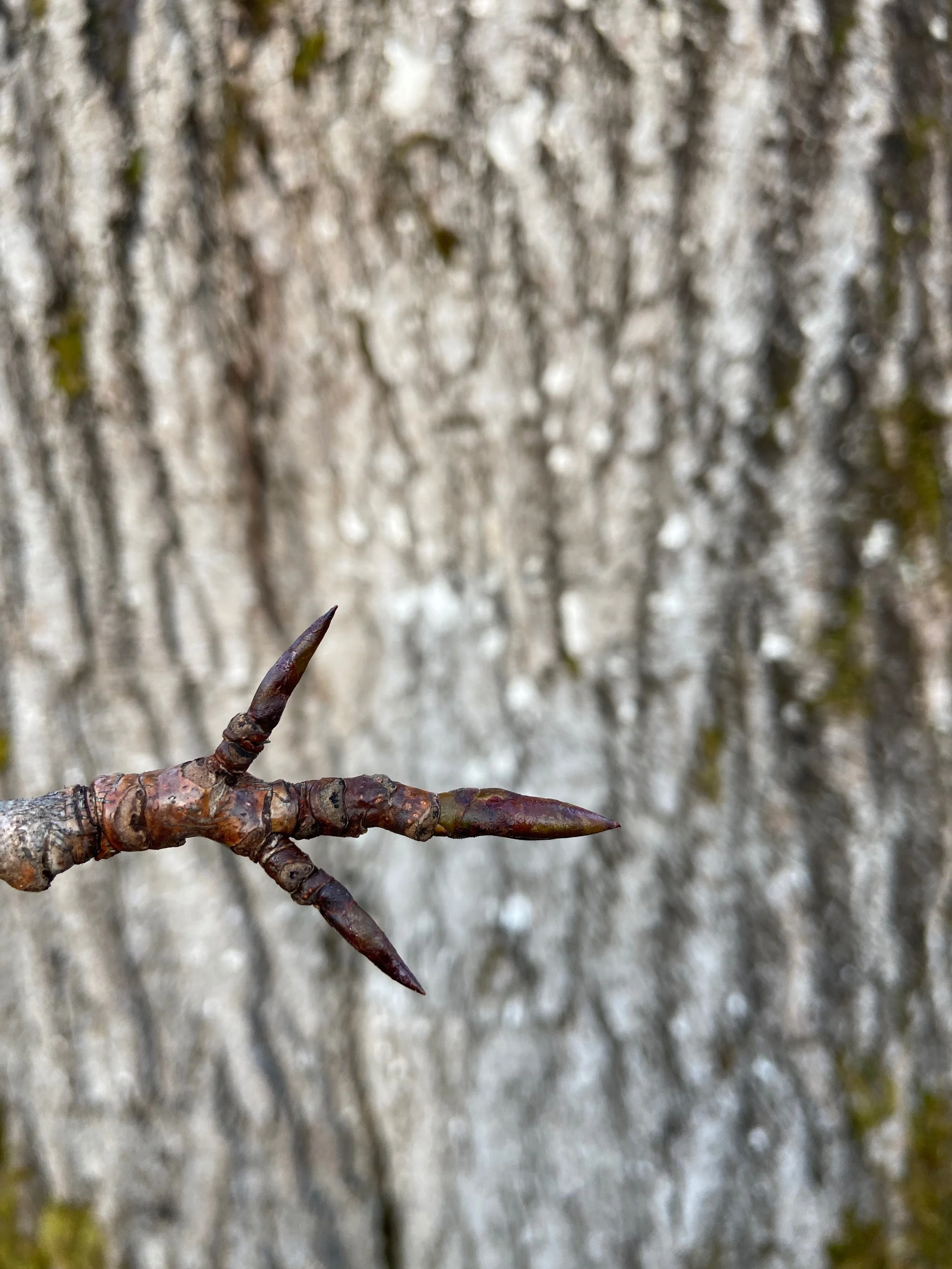 Winter Wild Botanicals