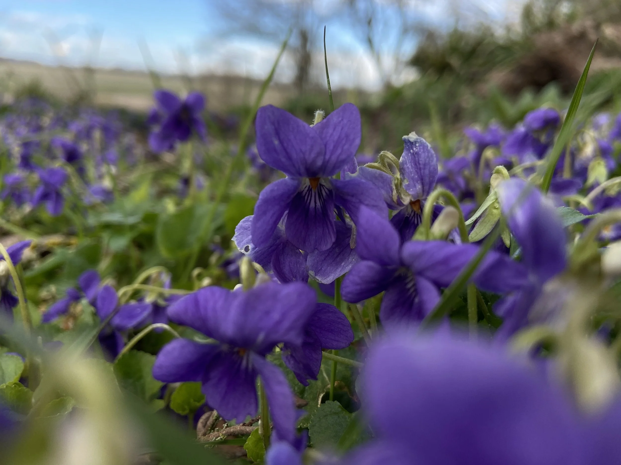 Winter Wild Botanicals; Resilient Greens and Roots