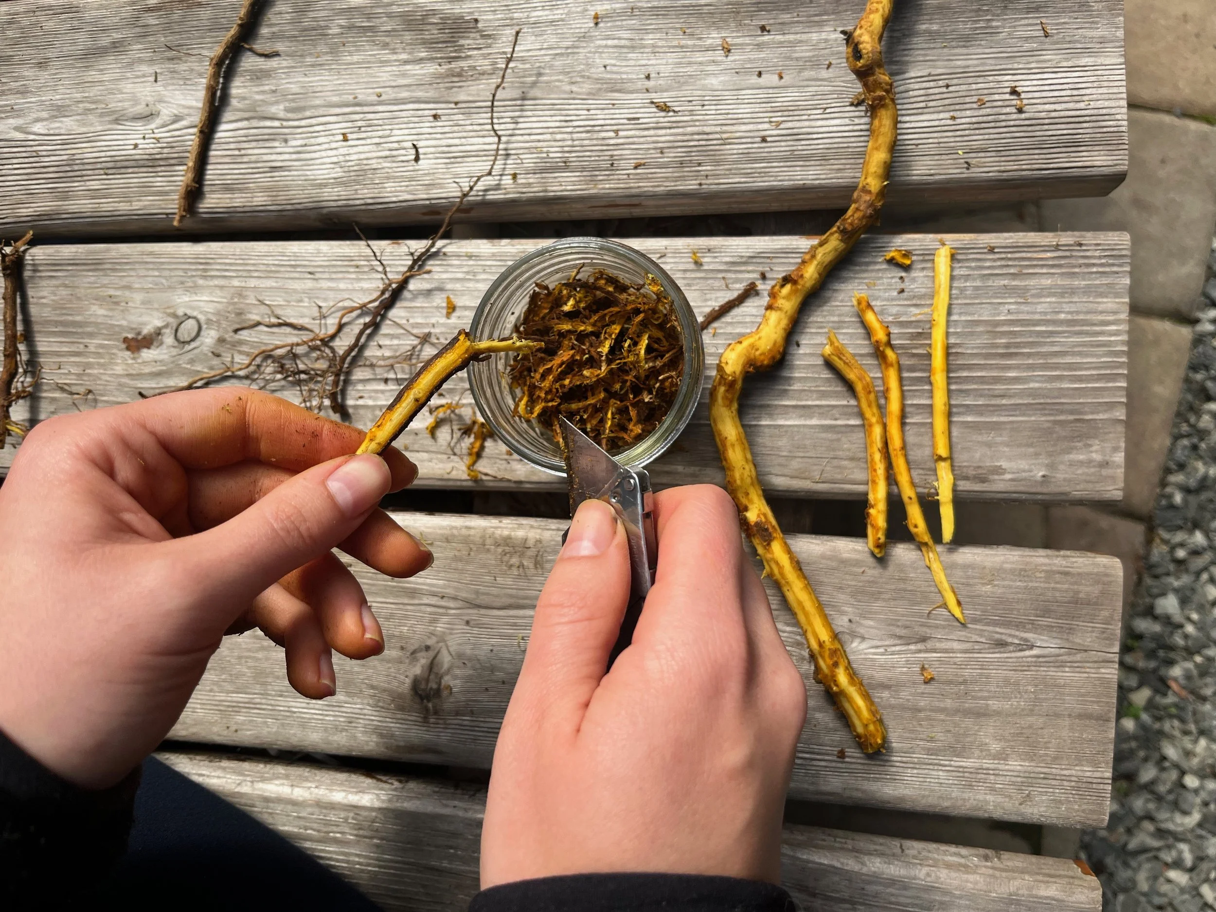 Intro to Plant Medicine with Wilderness Awareness School