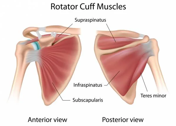 rotatorcuff.jpg