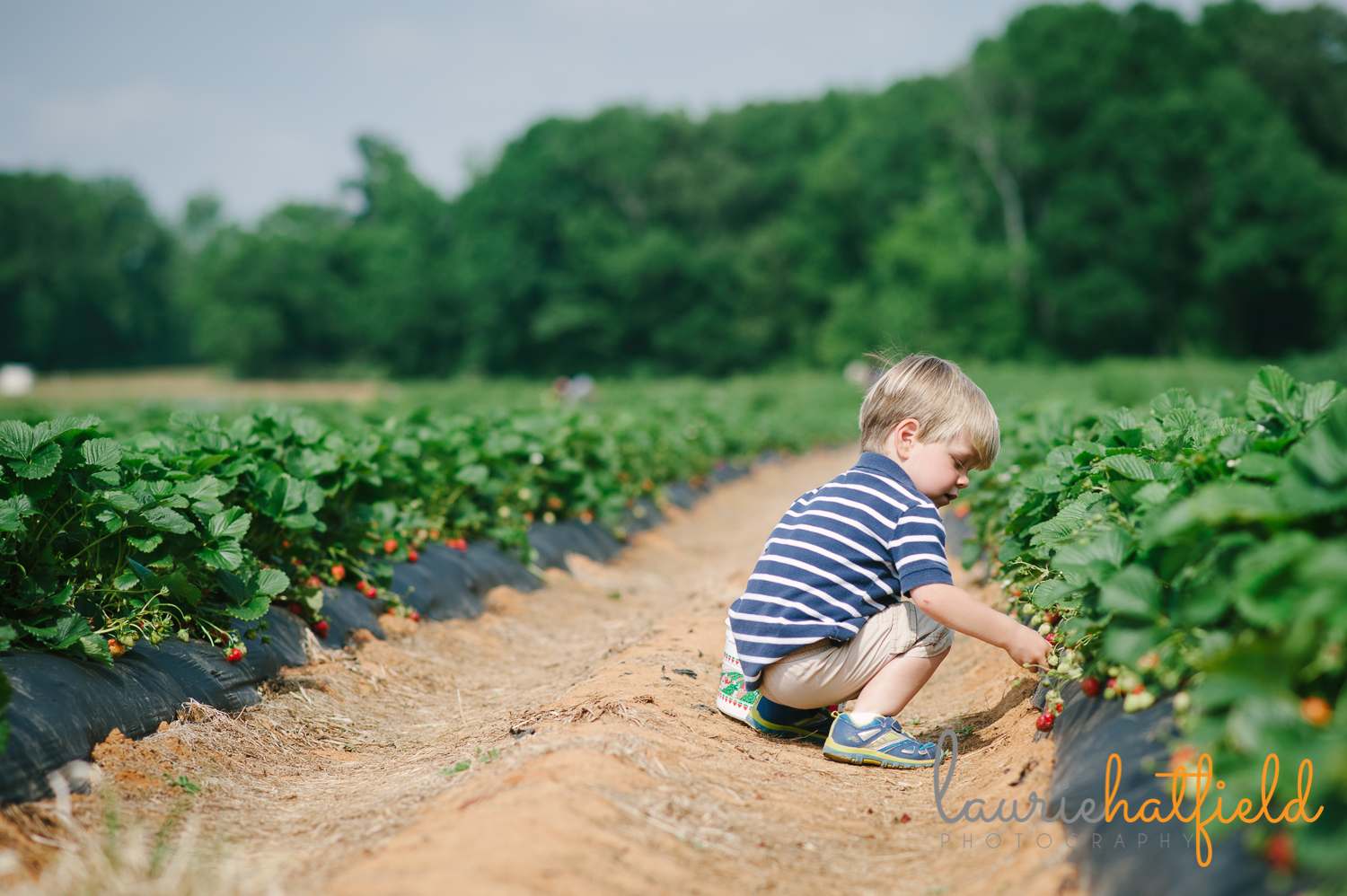 little boy picking strawberries | Huntsville photographer