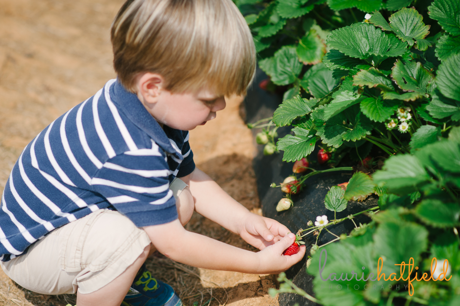 boy picking strawberries | Huntsville family photographer
