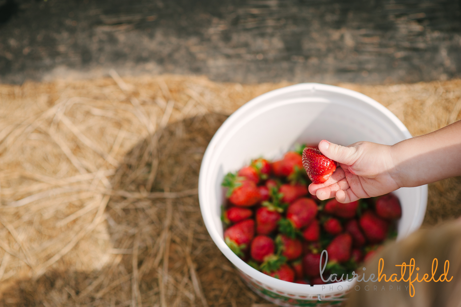bucket of strawberries | Huntsville photographer