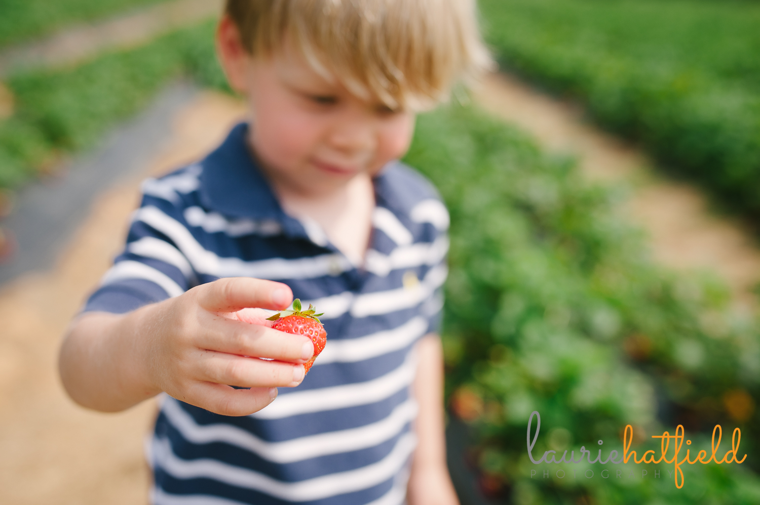 little boy with strawberry | Huntsville child photographer