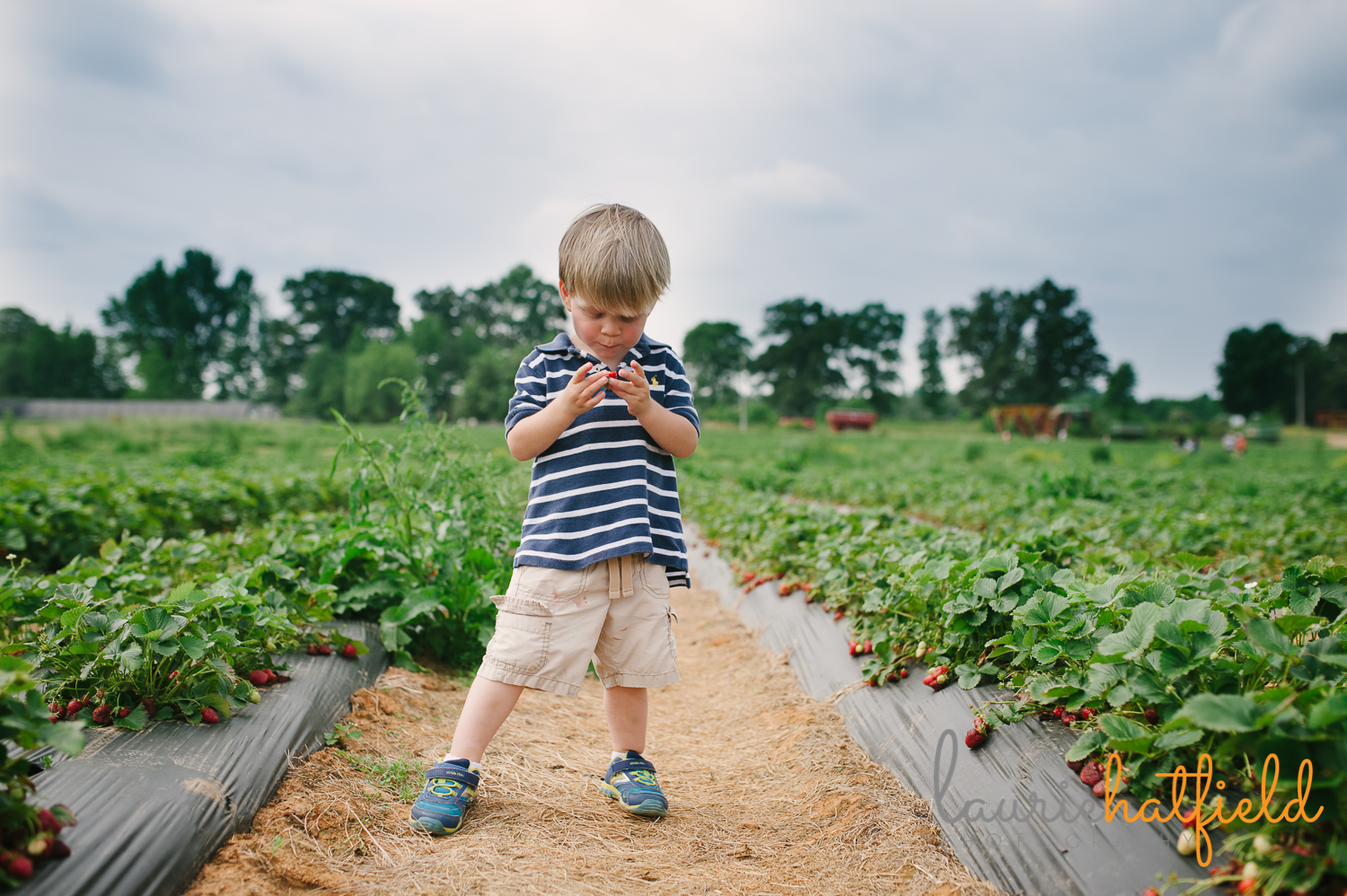 boy eating strawberry | Huntsville family photographer