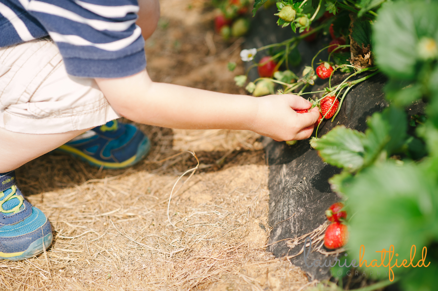 boy picking strawberries | Huntsville photographer