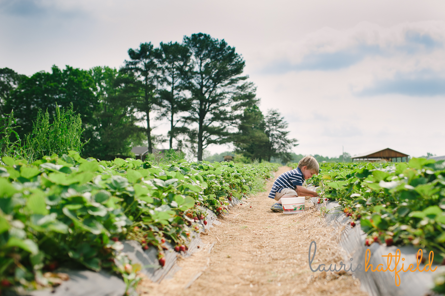 2-year-old boy picking strawberries | Huntsville child photographer